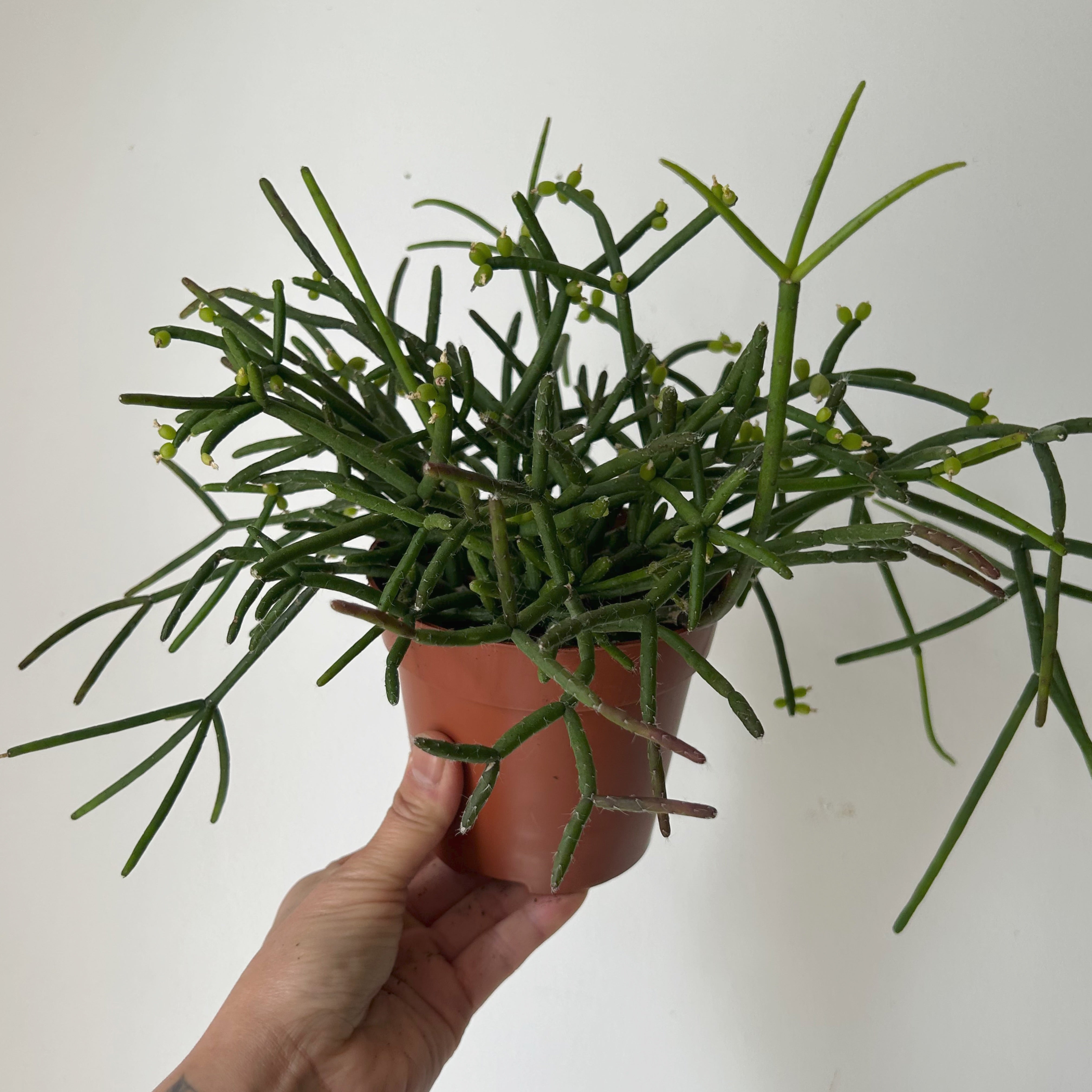Rhipsalis heteroclada 5”pot