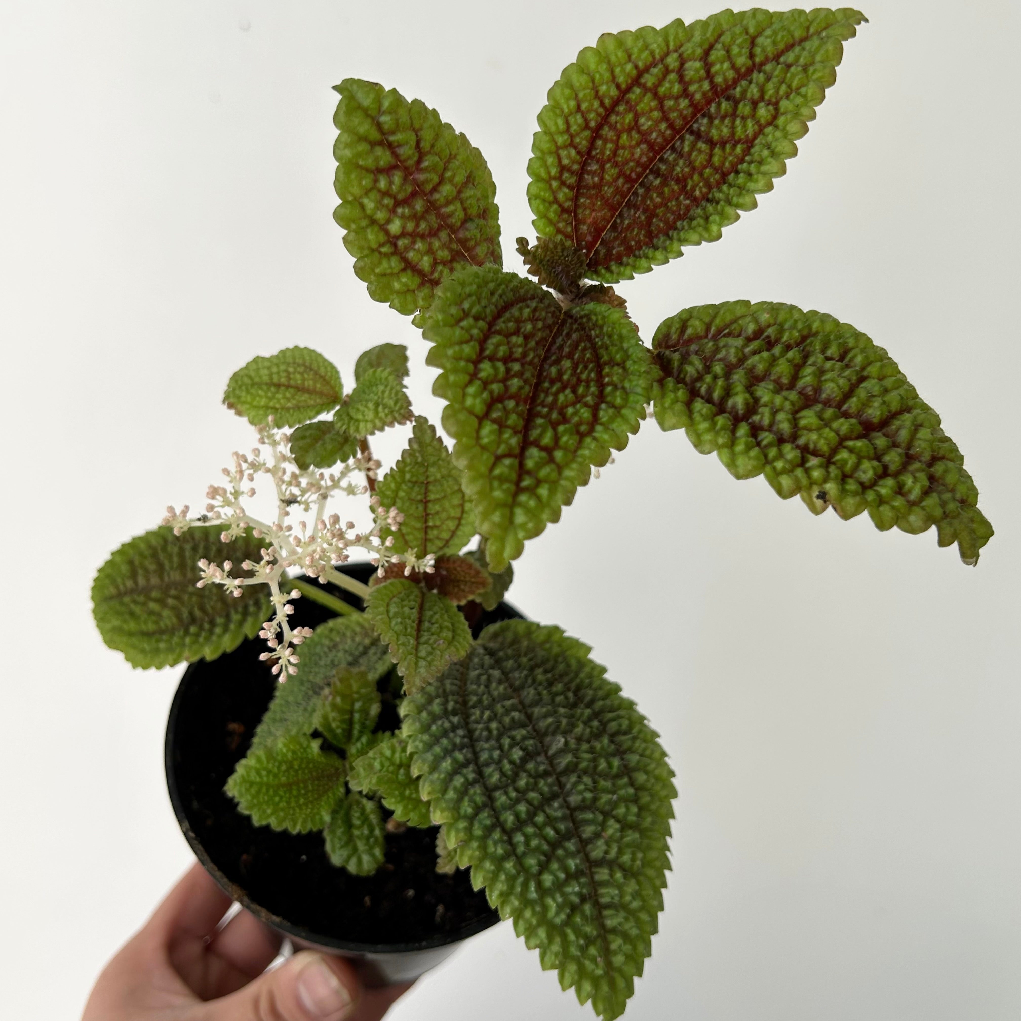 Pilea mollis “Moon Valley” 4” pot