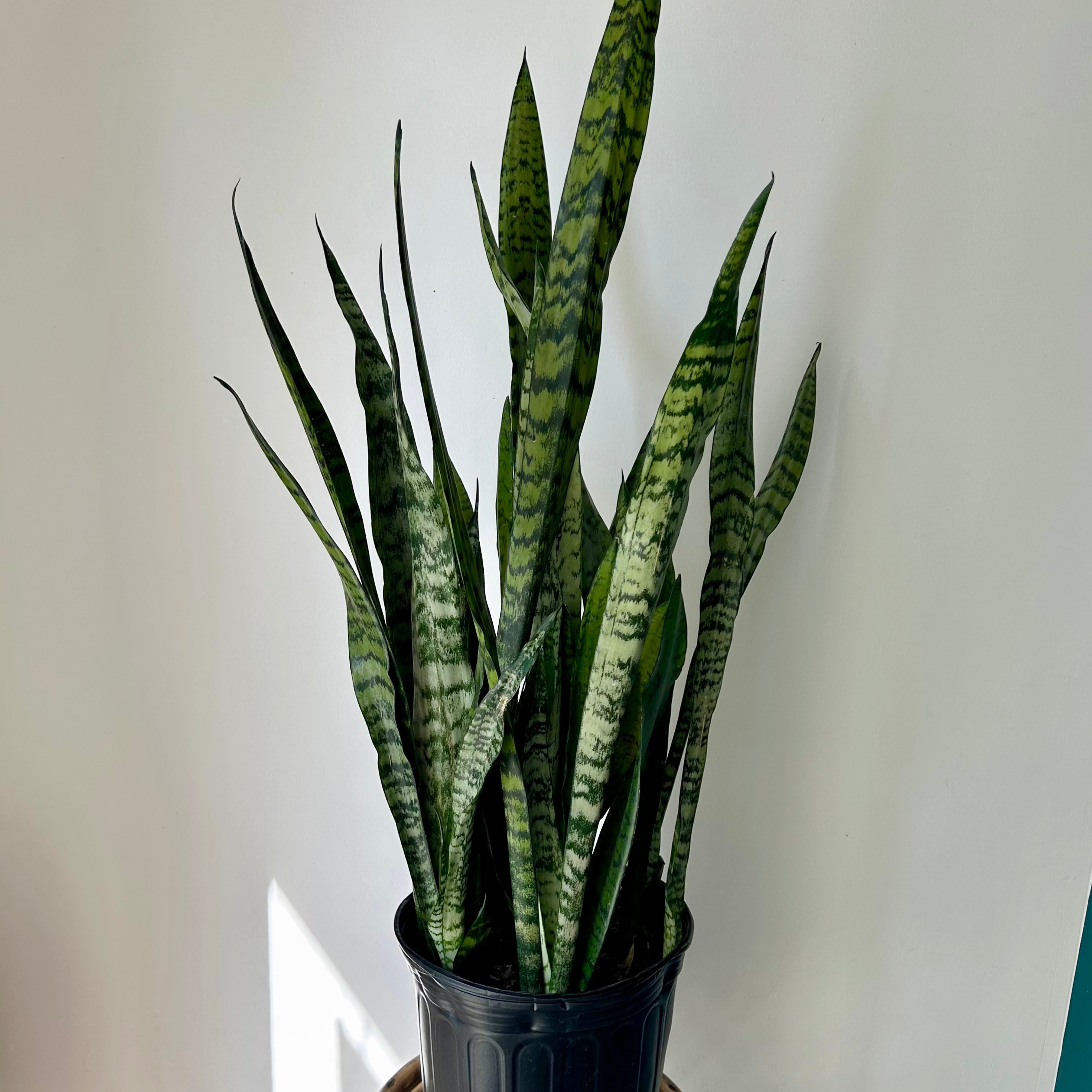 Sanseveiria Zeylanica approximately 3 ft tall in 10” pot