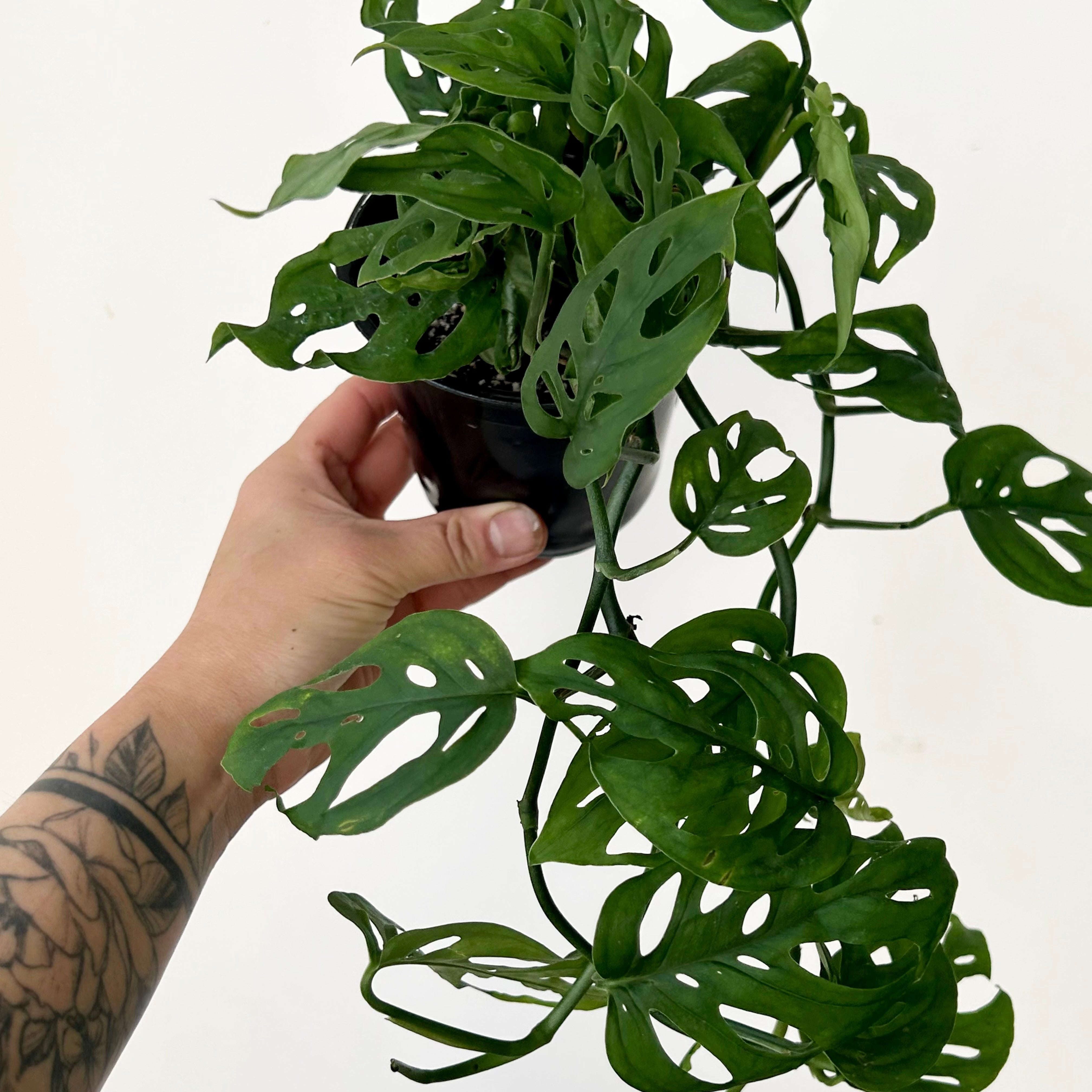 Monstera adansonii 4”pot
