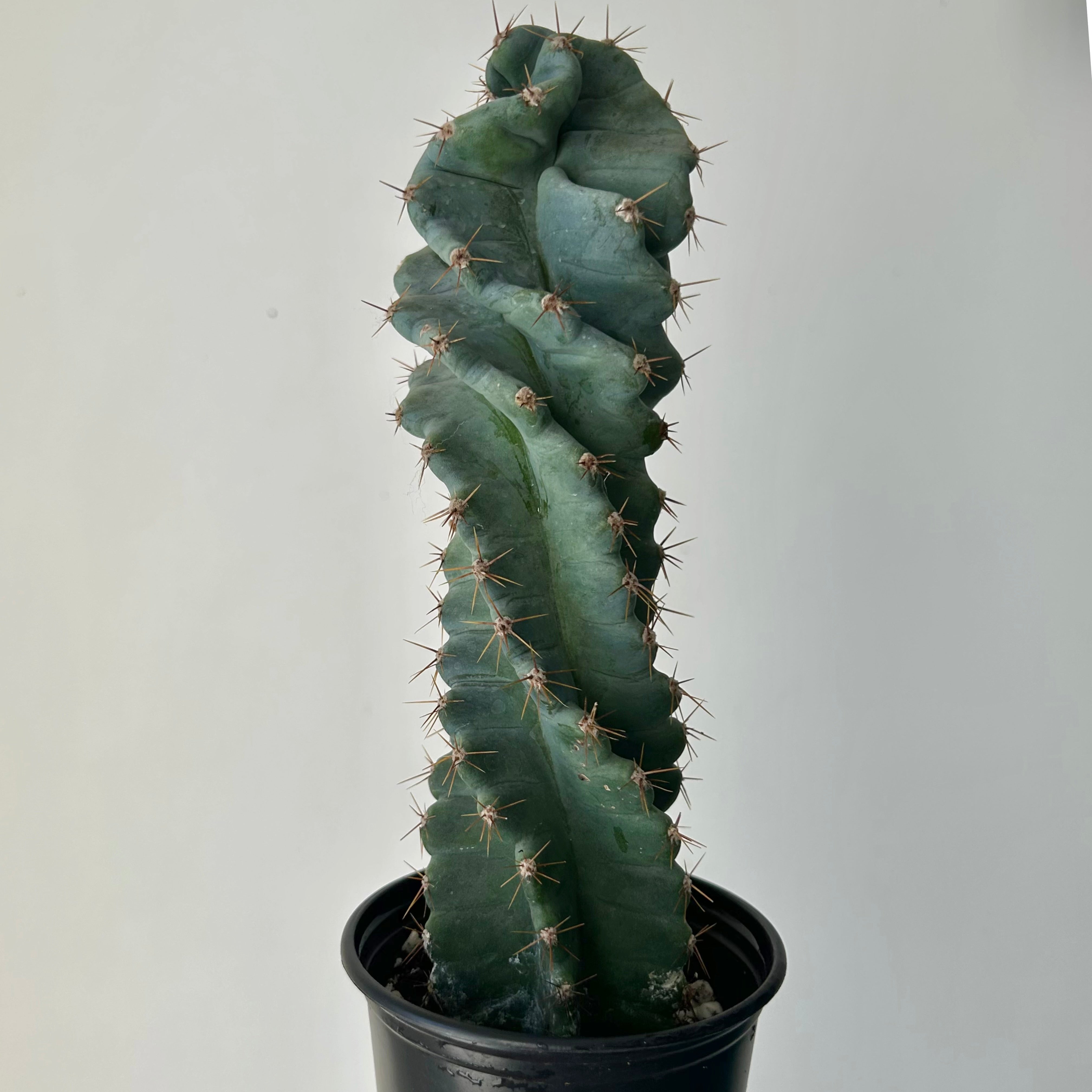 Spiral Cactus (Cereus forbesii spiralis) tall in 3.25”pot