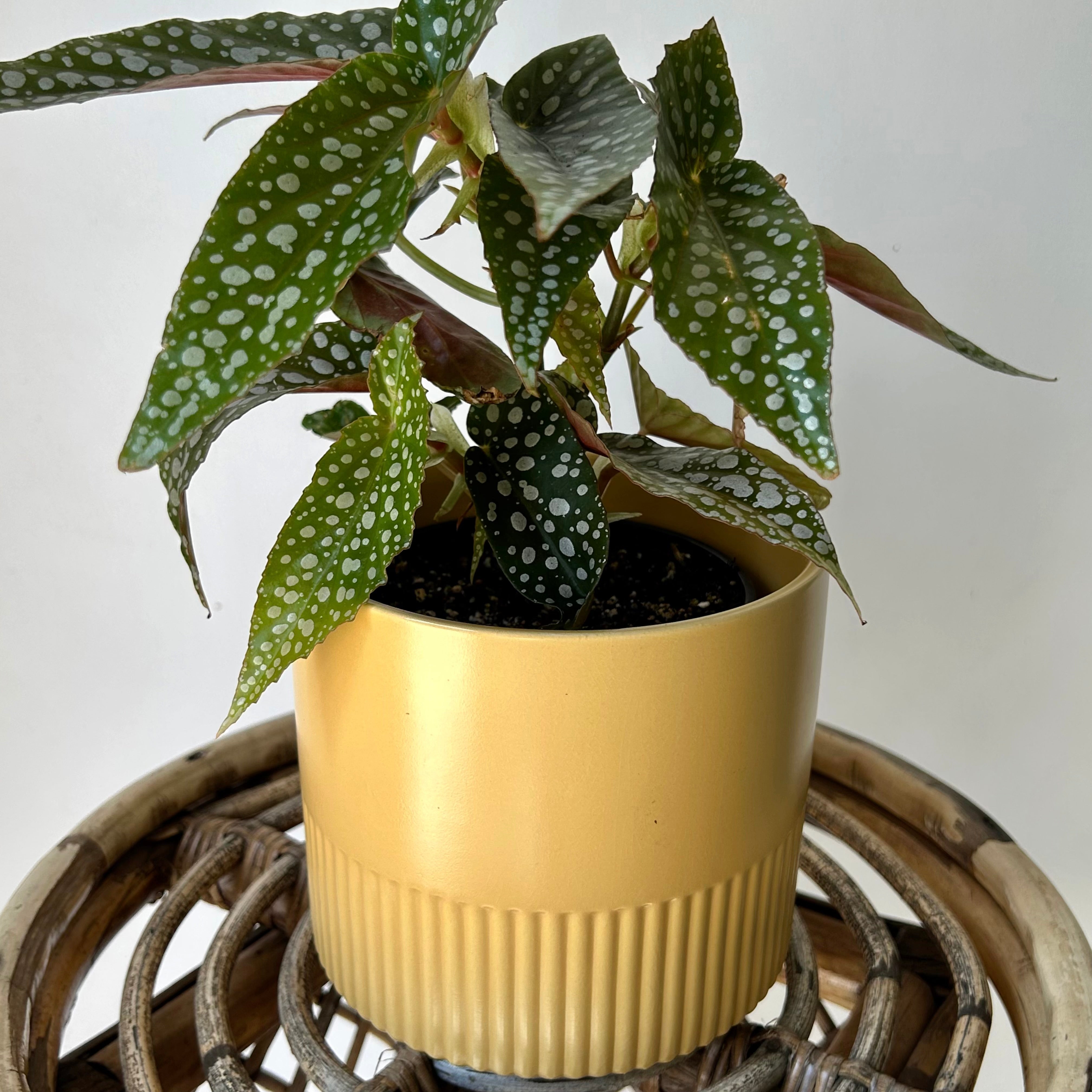 KERWIN Decorative footed planter 5”X4.75”