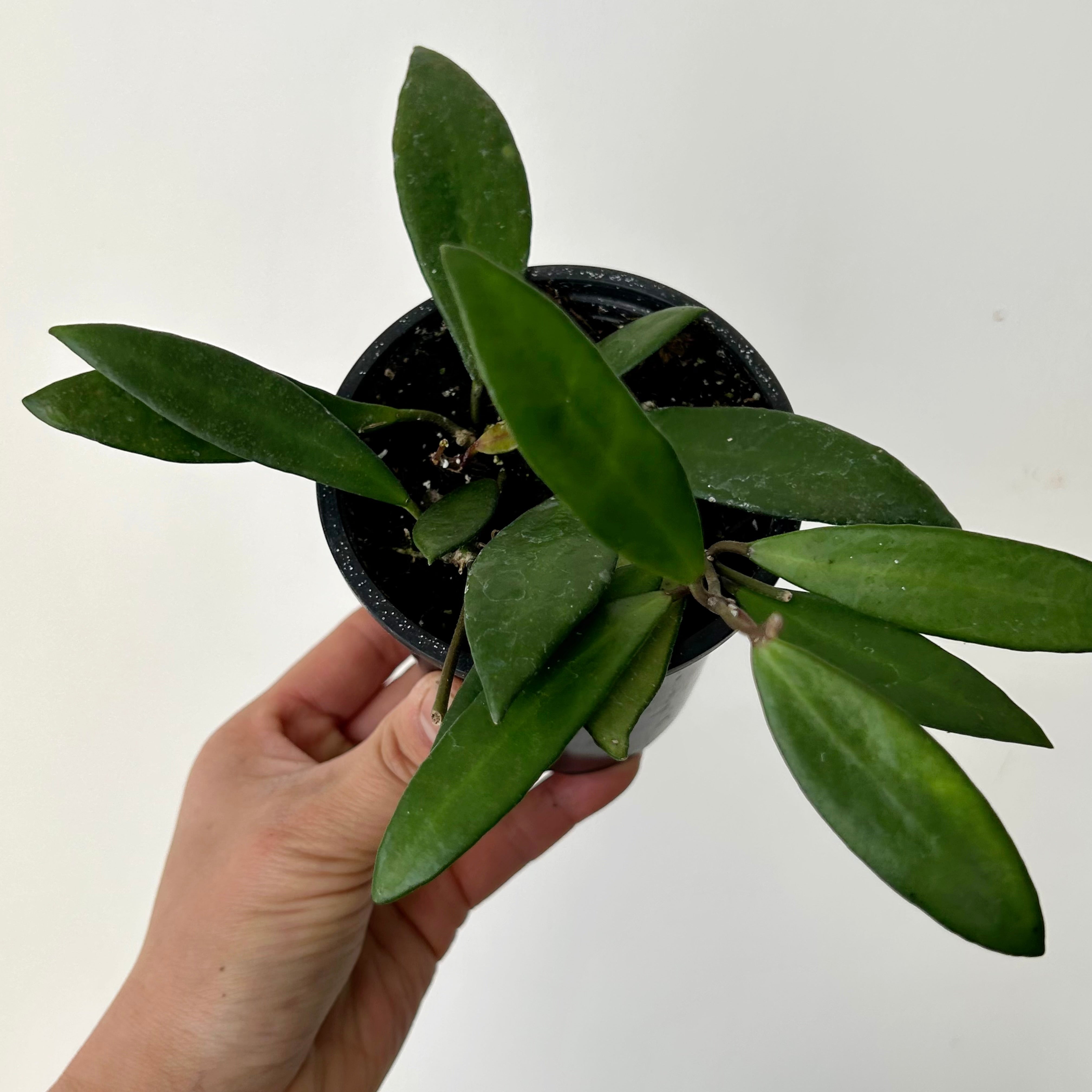 Hoya davidcummingii 3.5”pot