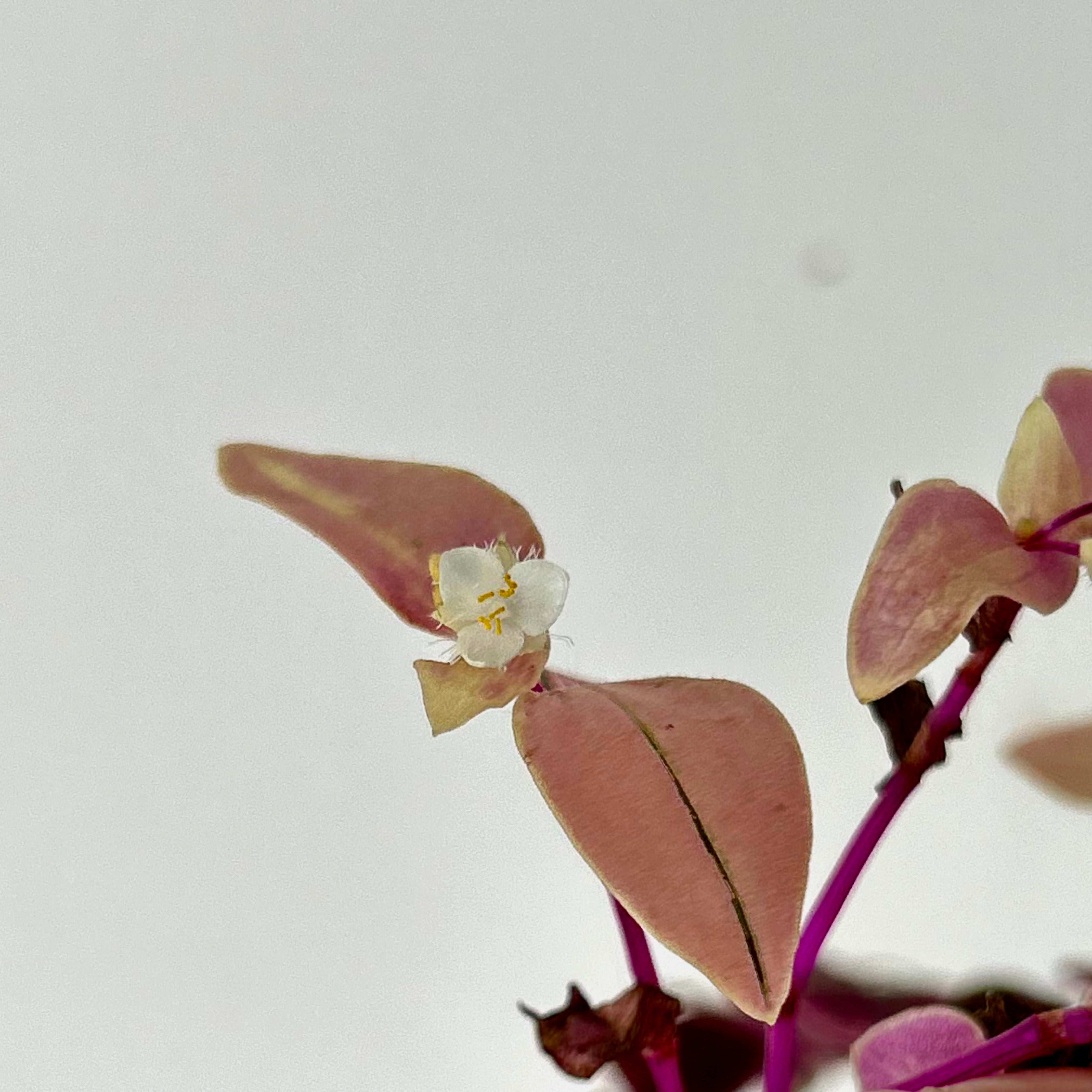 Tradescantia fluminensis Tricolour 4”pot