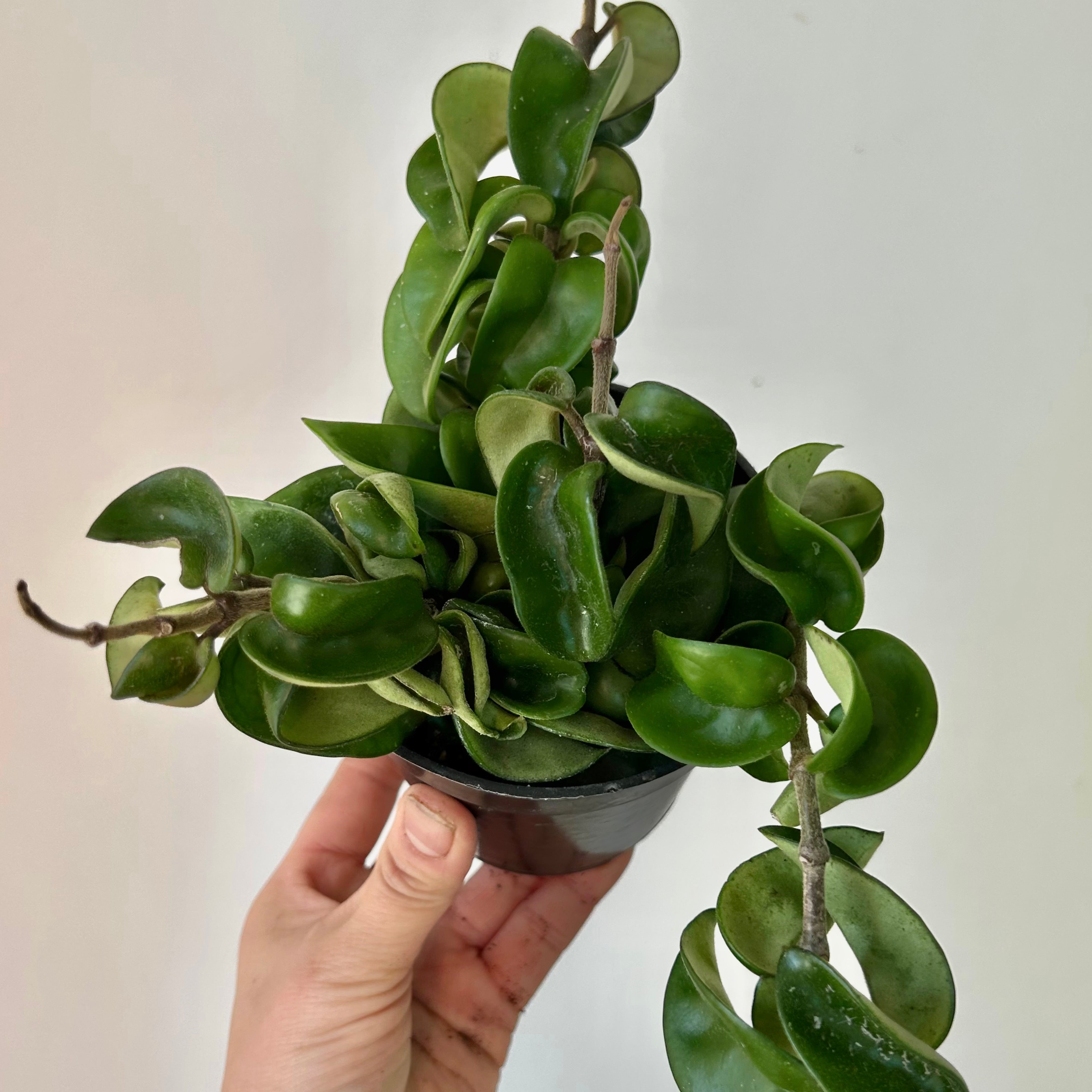 Rope Hoya (Carnosa compacta) 4”pot
