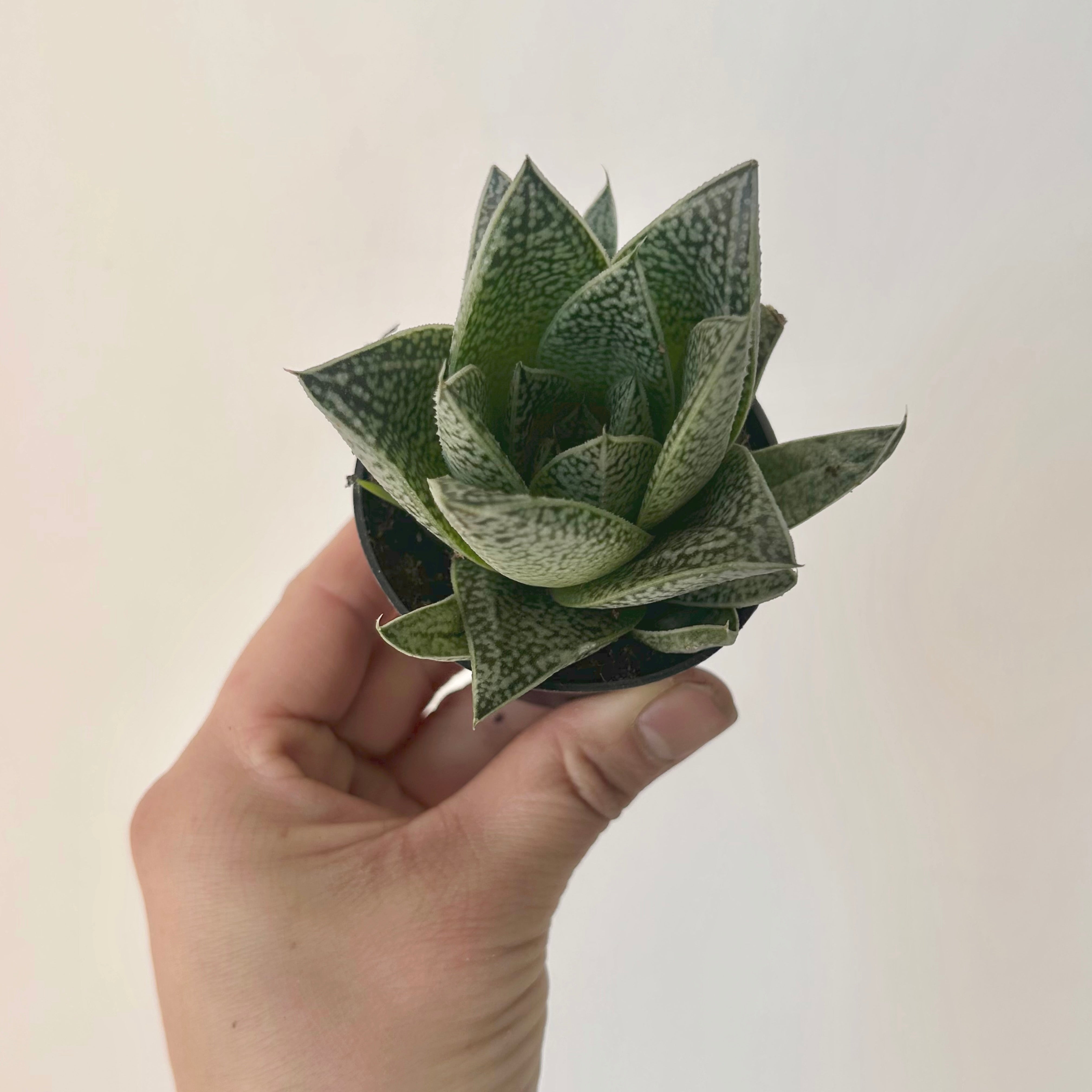 Gasteria “Robin” 2.5” pot