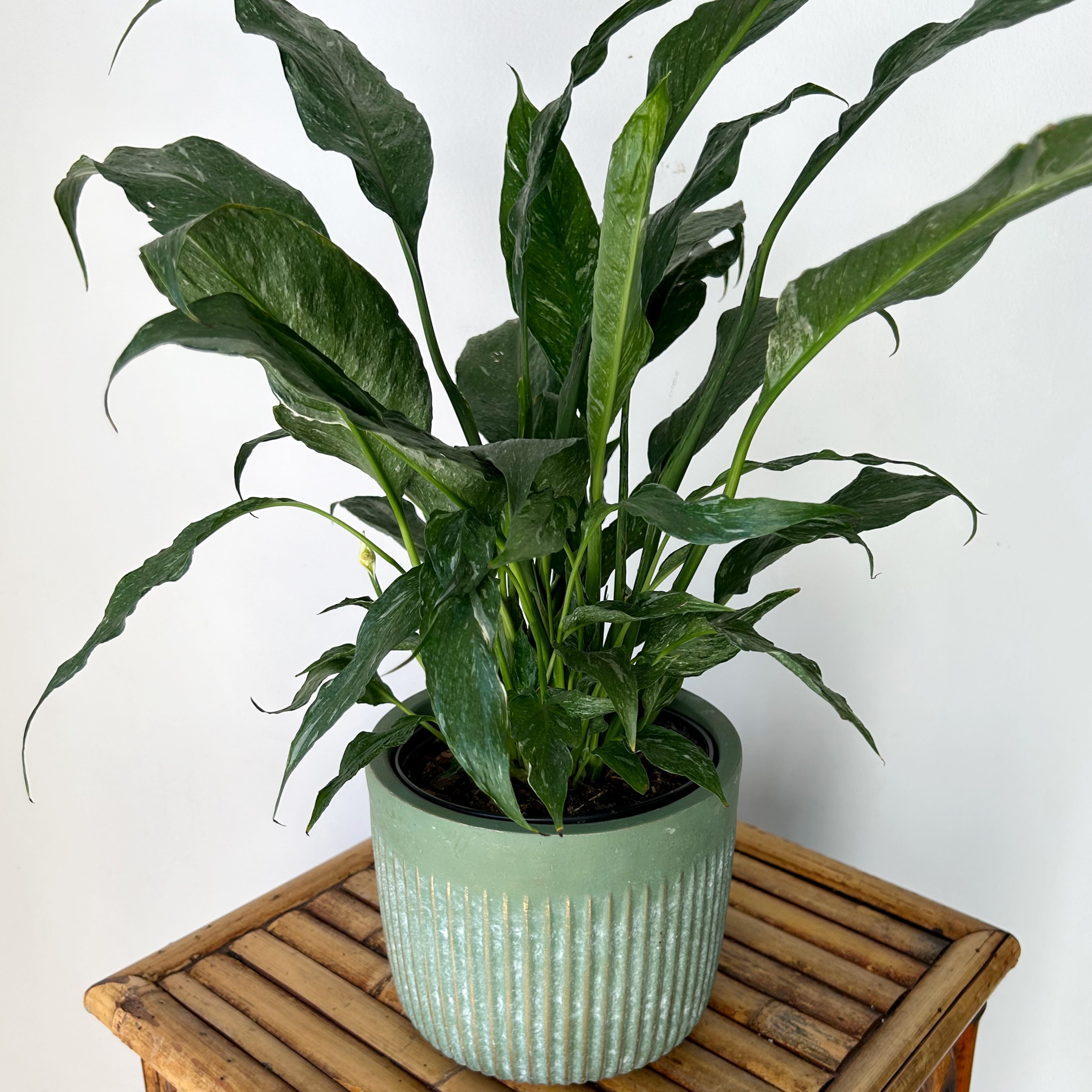 Variegated Peace Lily “Domino” 6” pot
