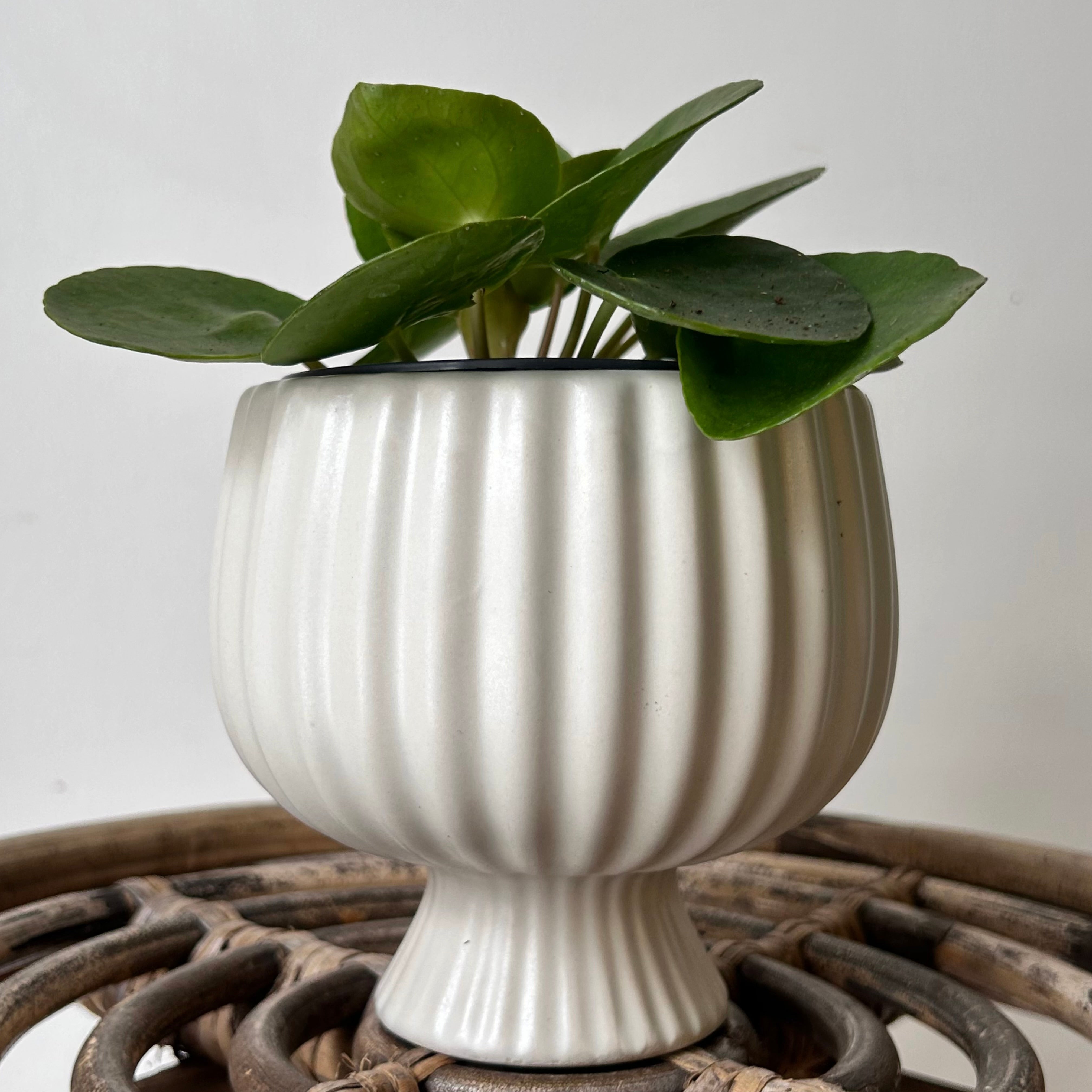 SONATA decorative compote planter (4”x4”) available in two colours