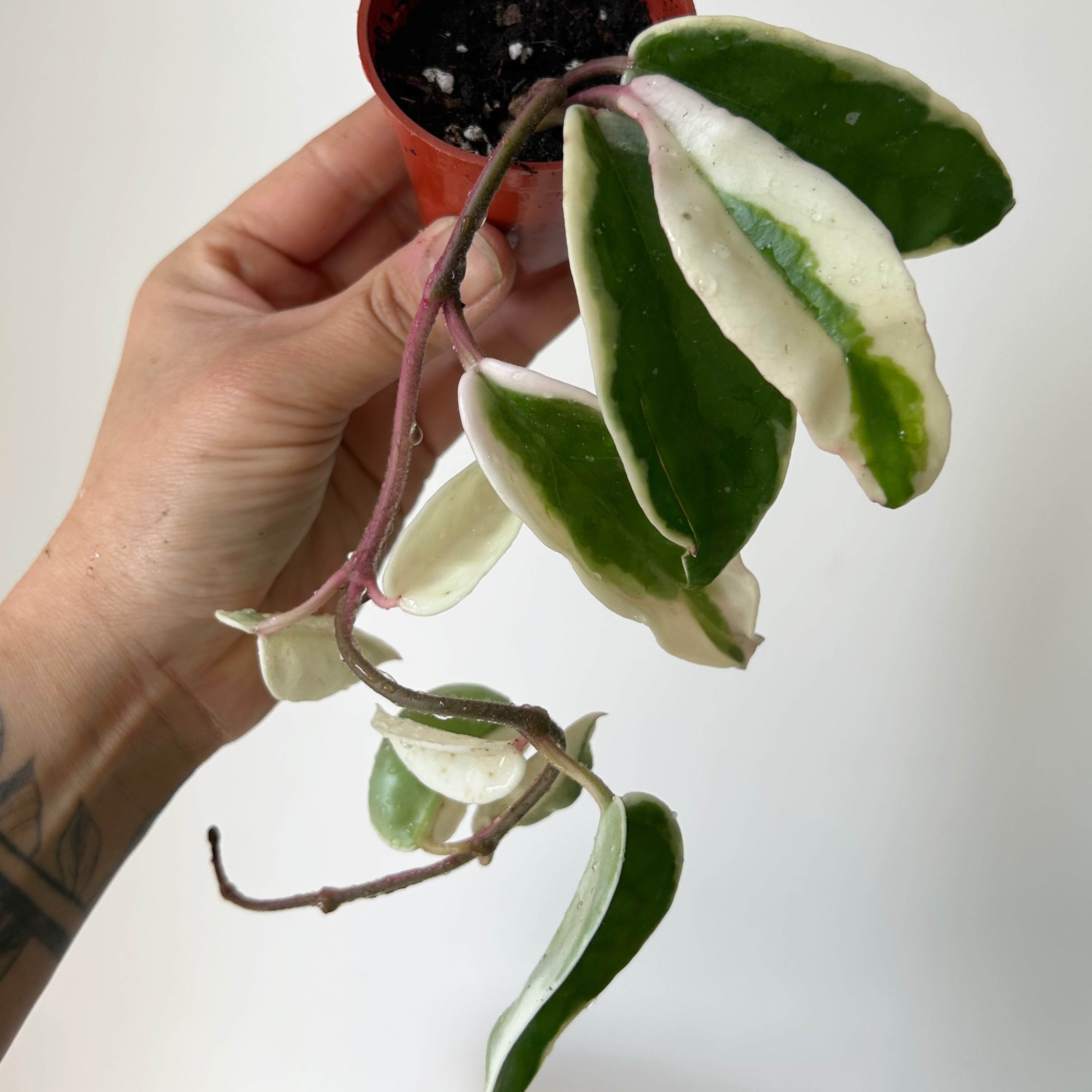 Hoya carnosa "Krimson Queen” 2.5”pot