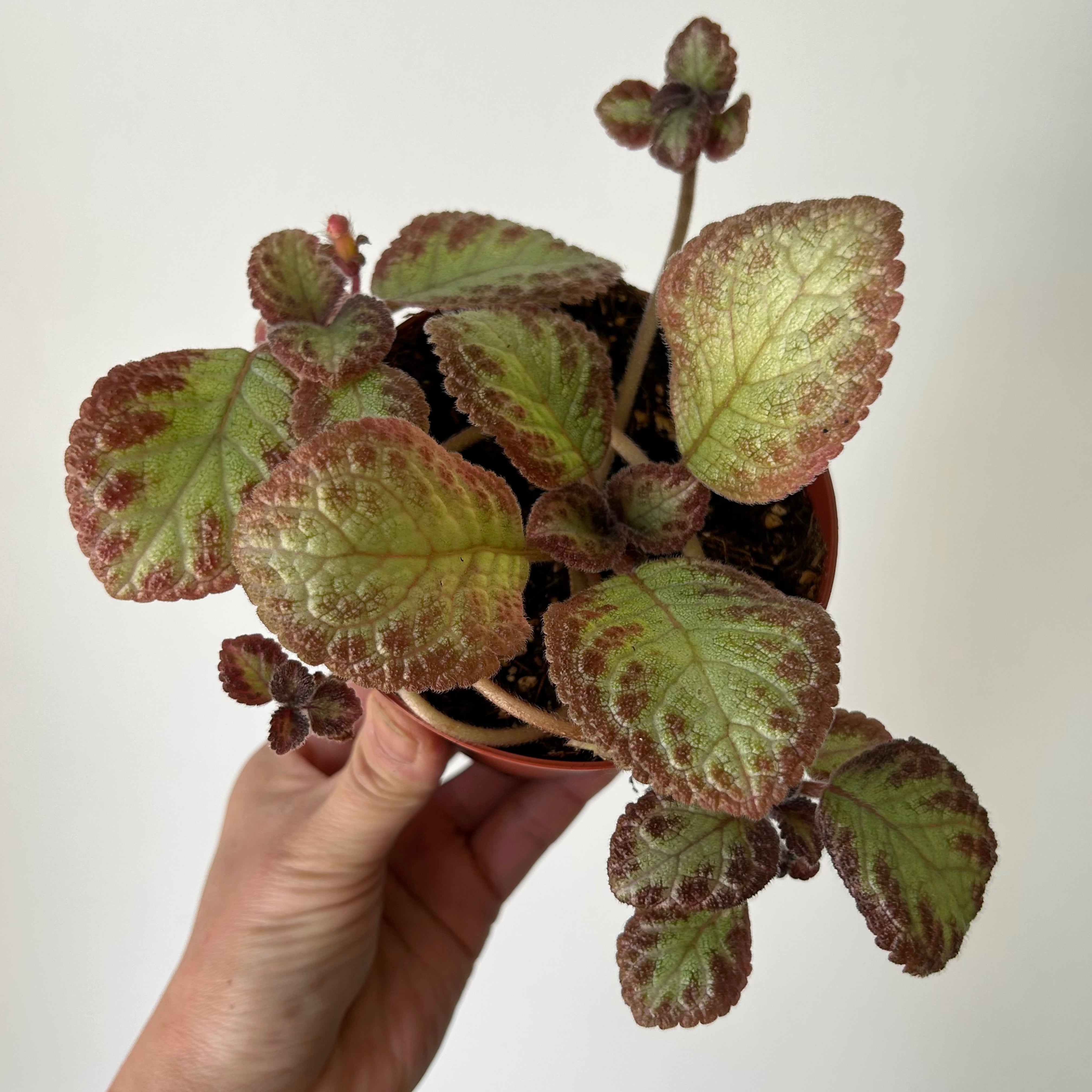 Episcia 4”pot