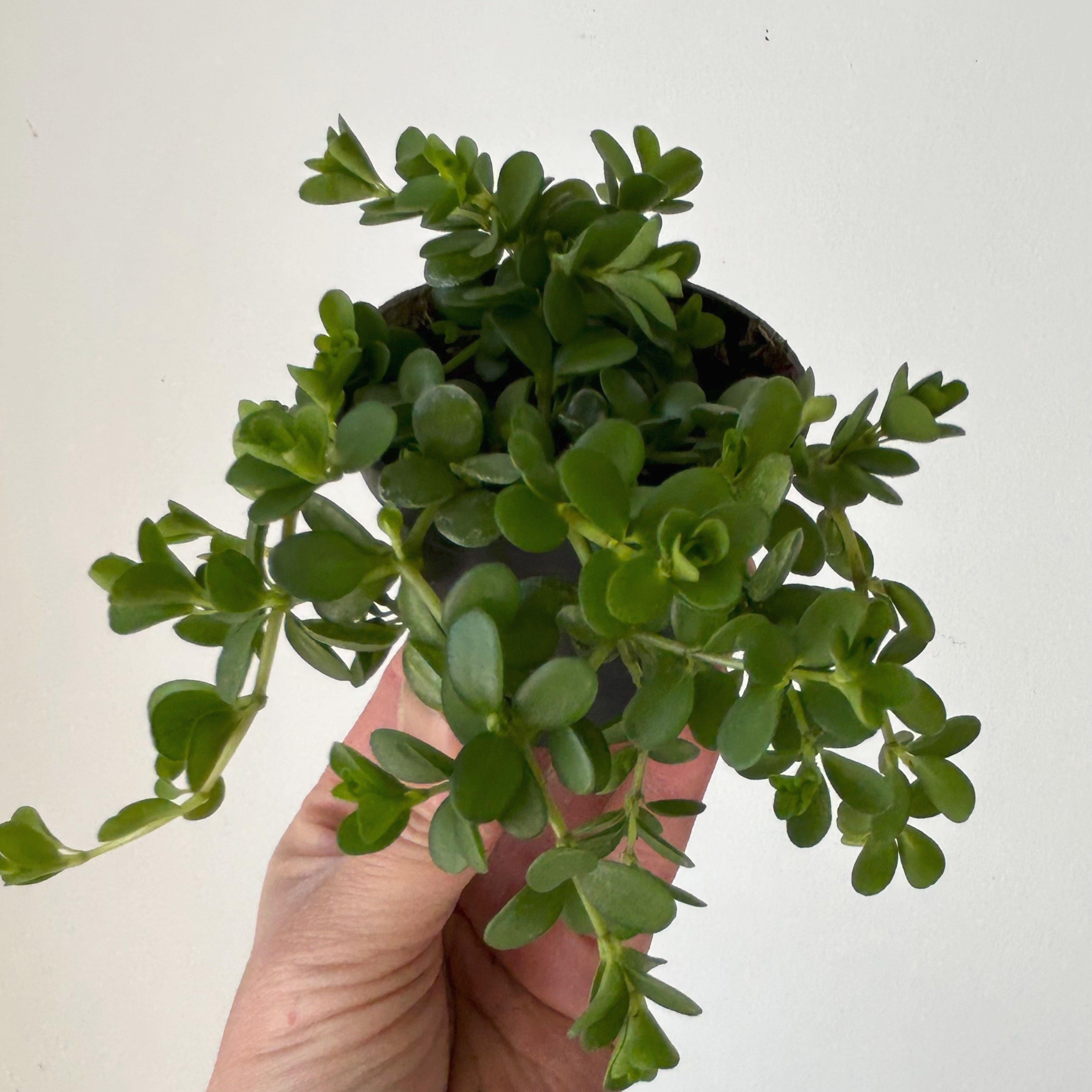 Peperomia deppeana"Rondo Romana” 2.5” pot