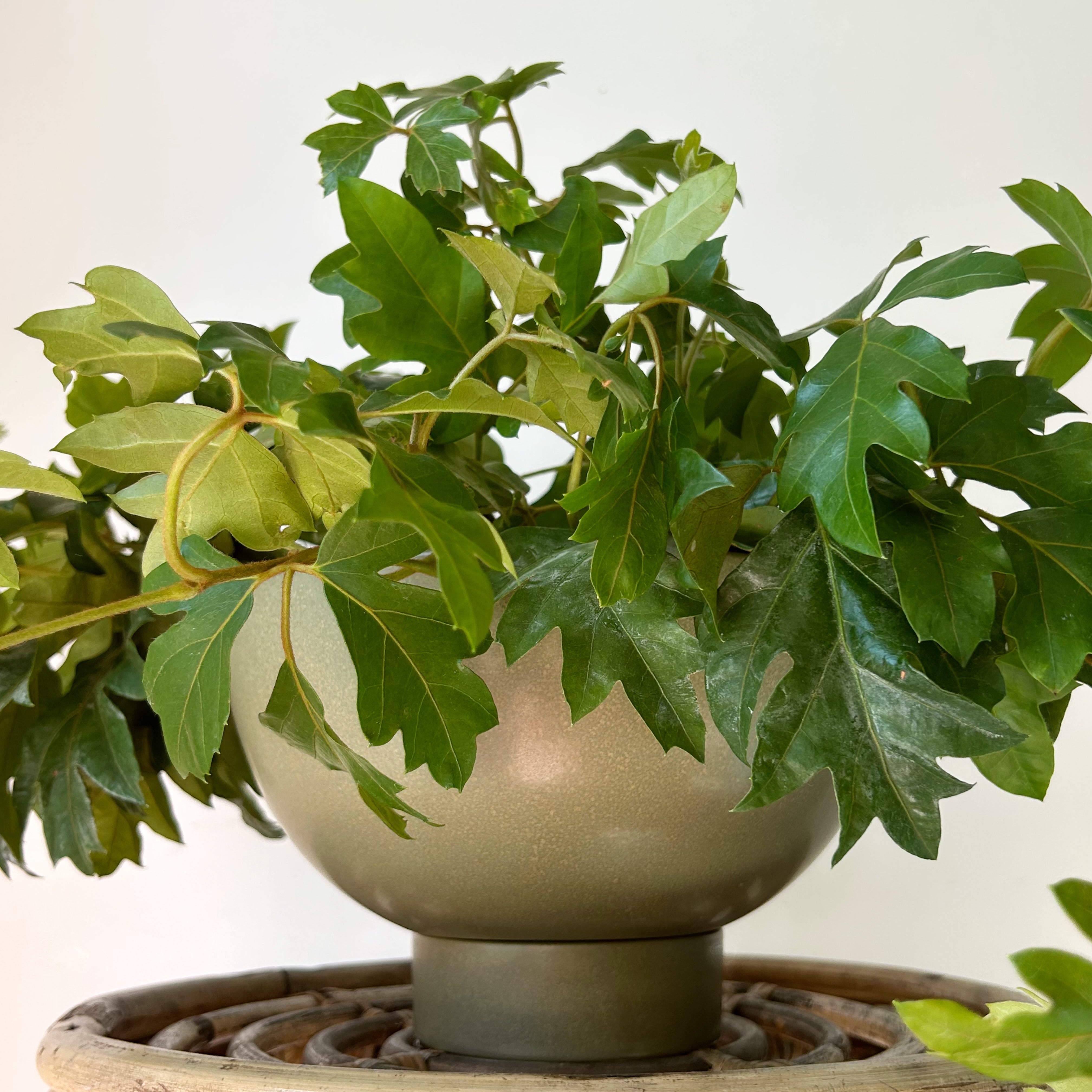 BETTINA Planter with Saucer  (Olive Green) 8.5”x4”