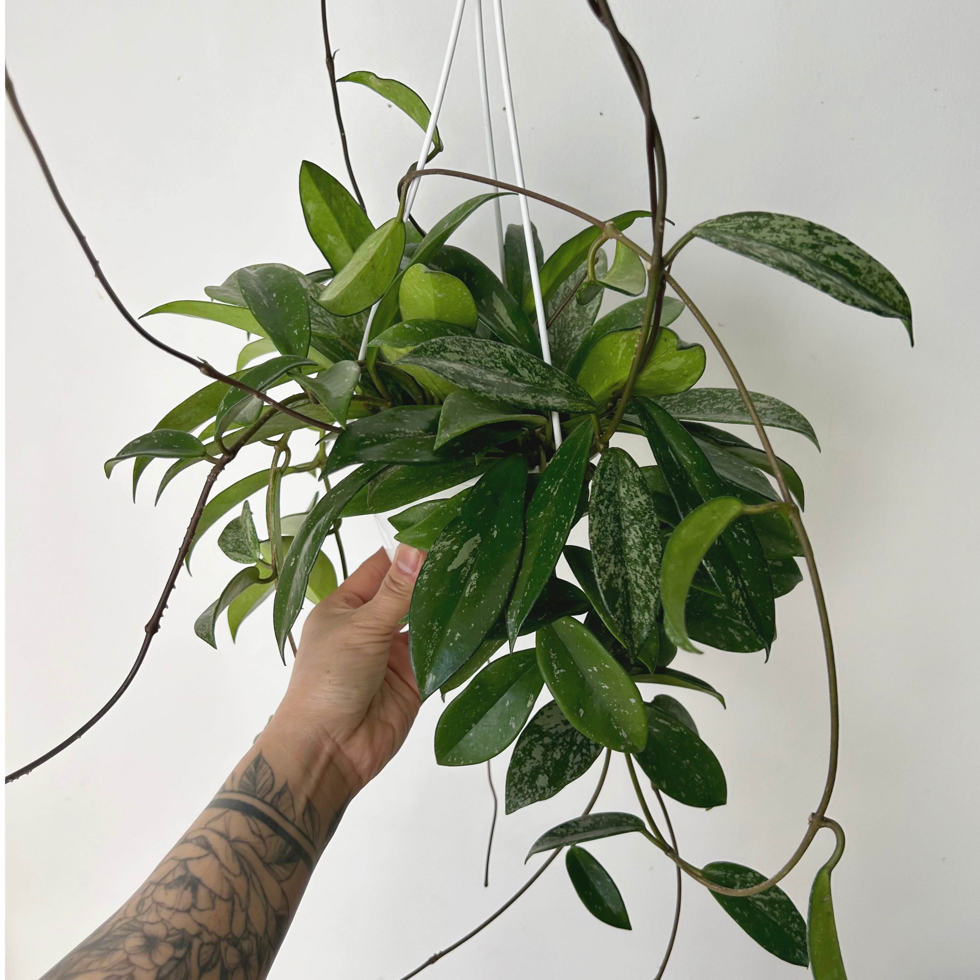Hoya pubicalyx 6” hanging basket