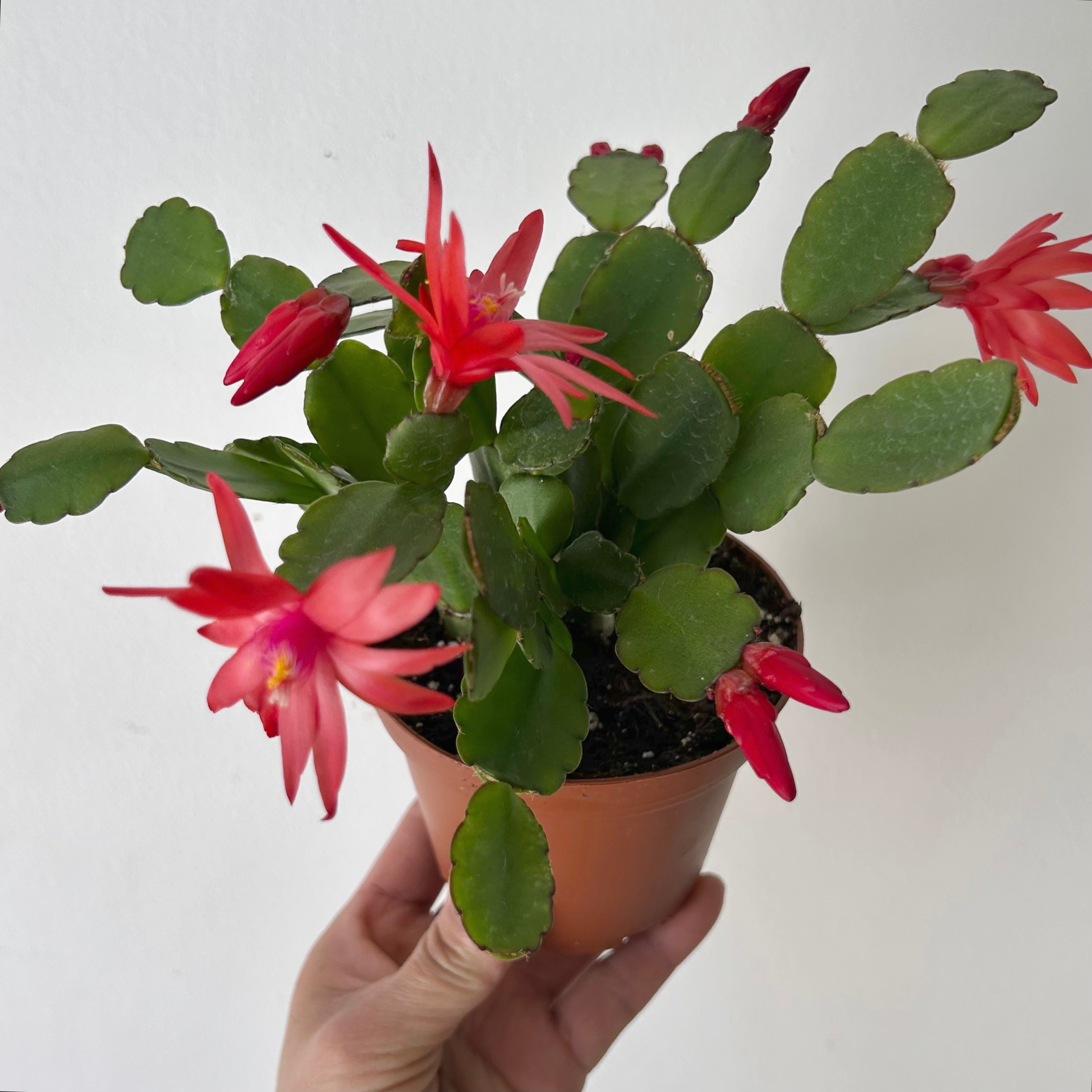 Easter Cactus (Rhipsalidopsis gaertneri ) 4”pot