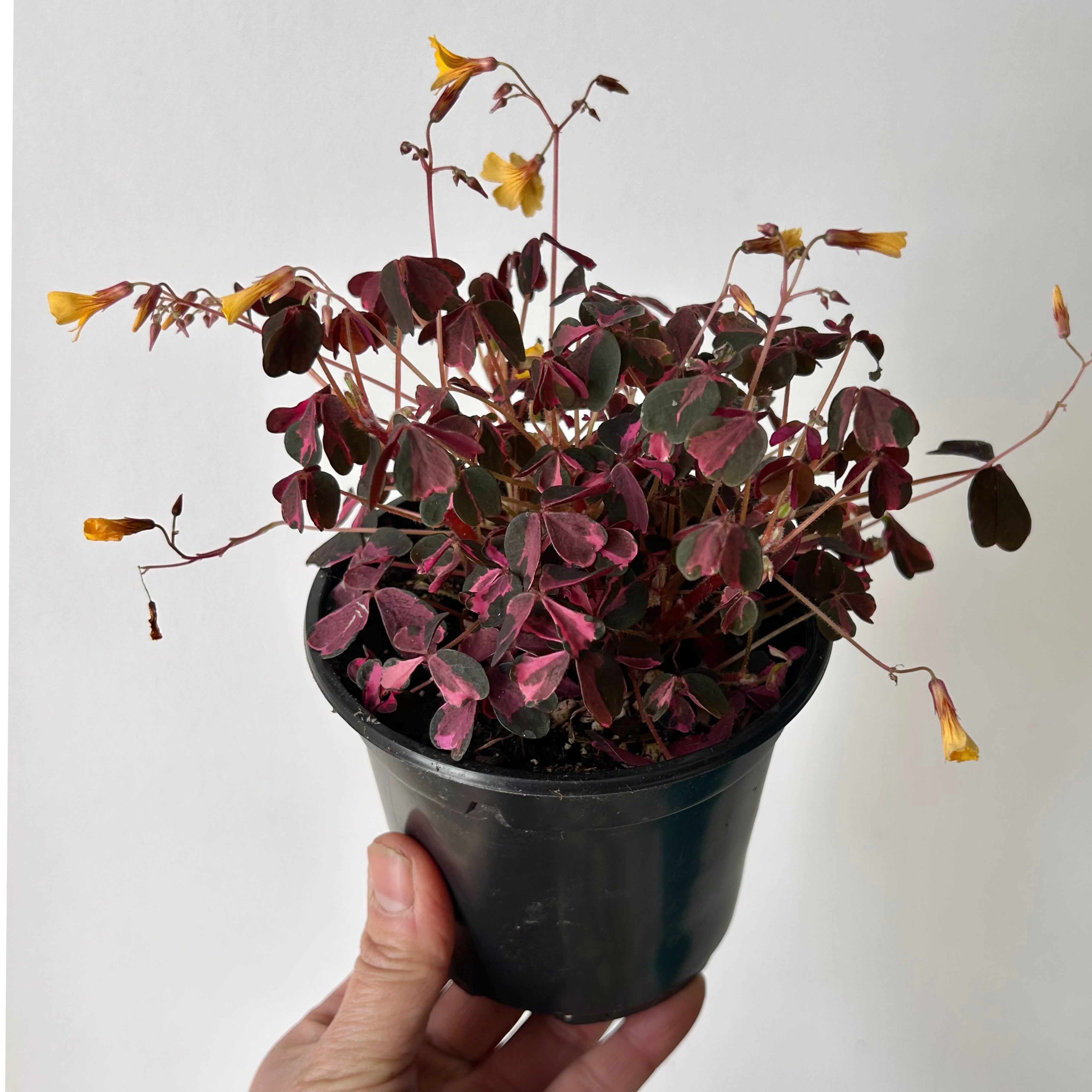 Oxalis vulcanicola “Plum Crazy” 4” pot