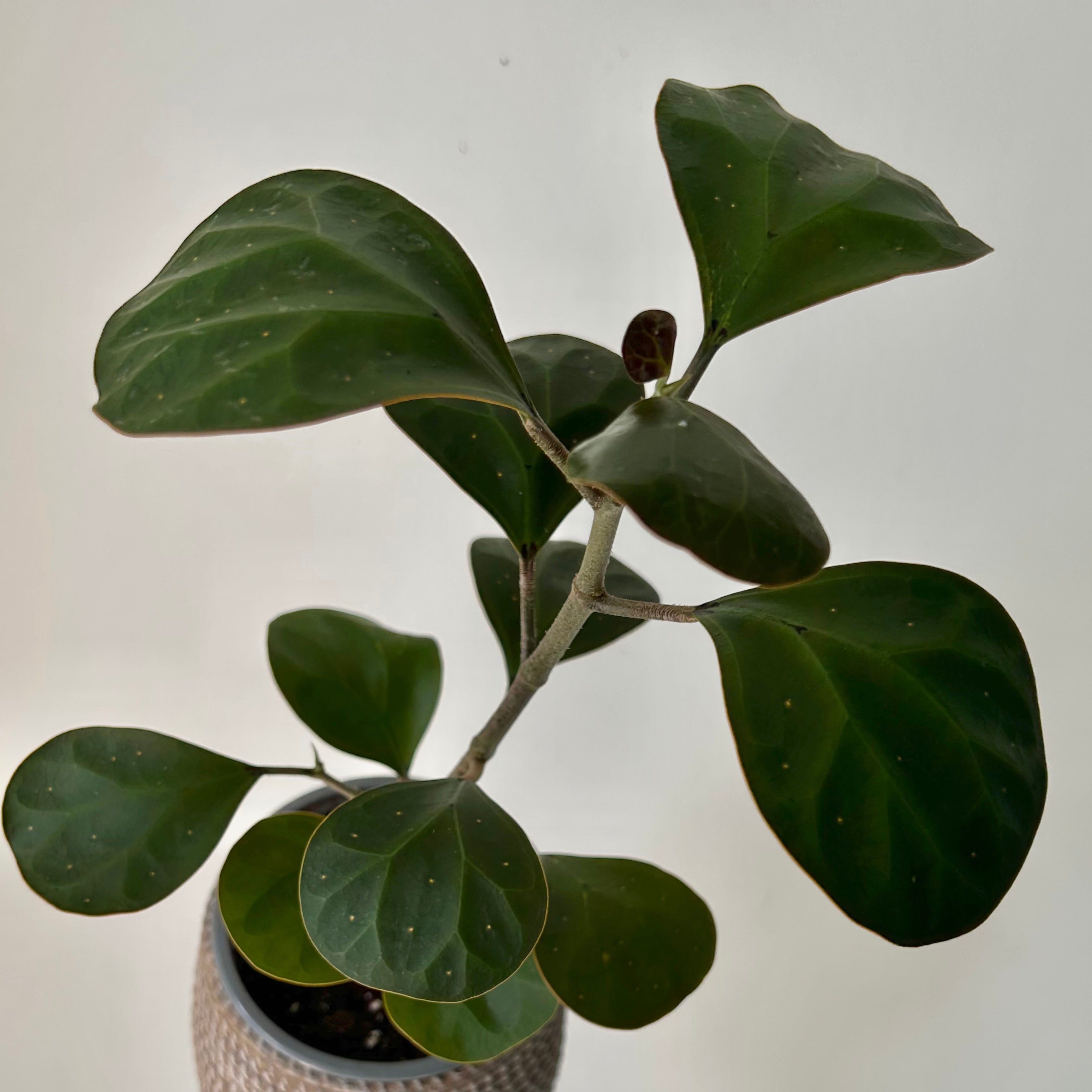 Mistletoe Fig (Ficus deltoidea) 3.5”pot
