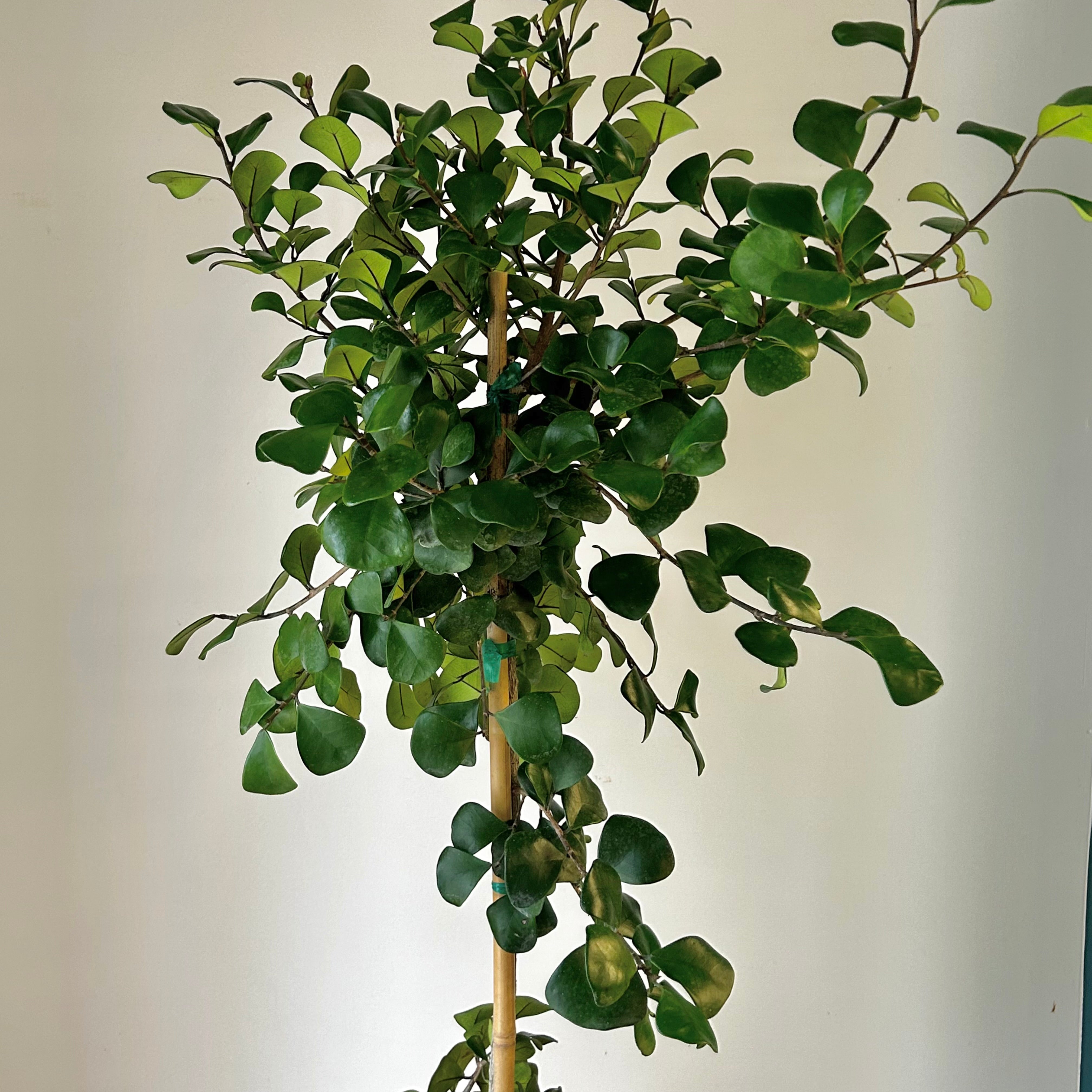 Natal Fig (Ficus natalensis) approximately 4 ft tall in 10” pot