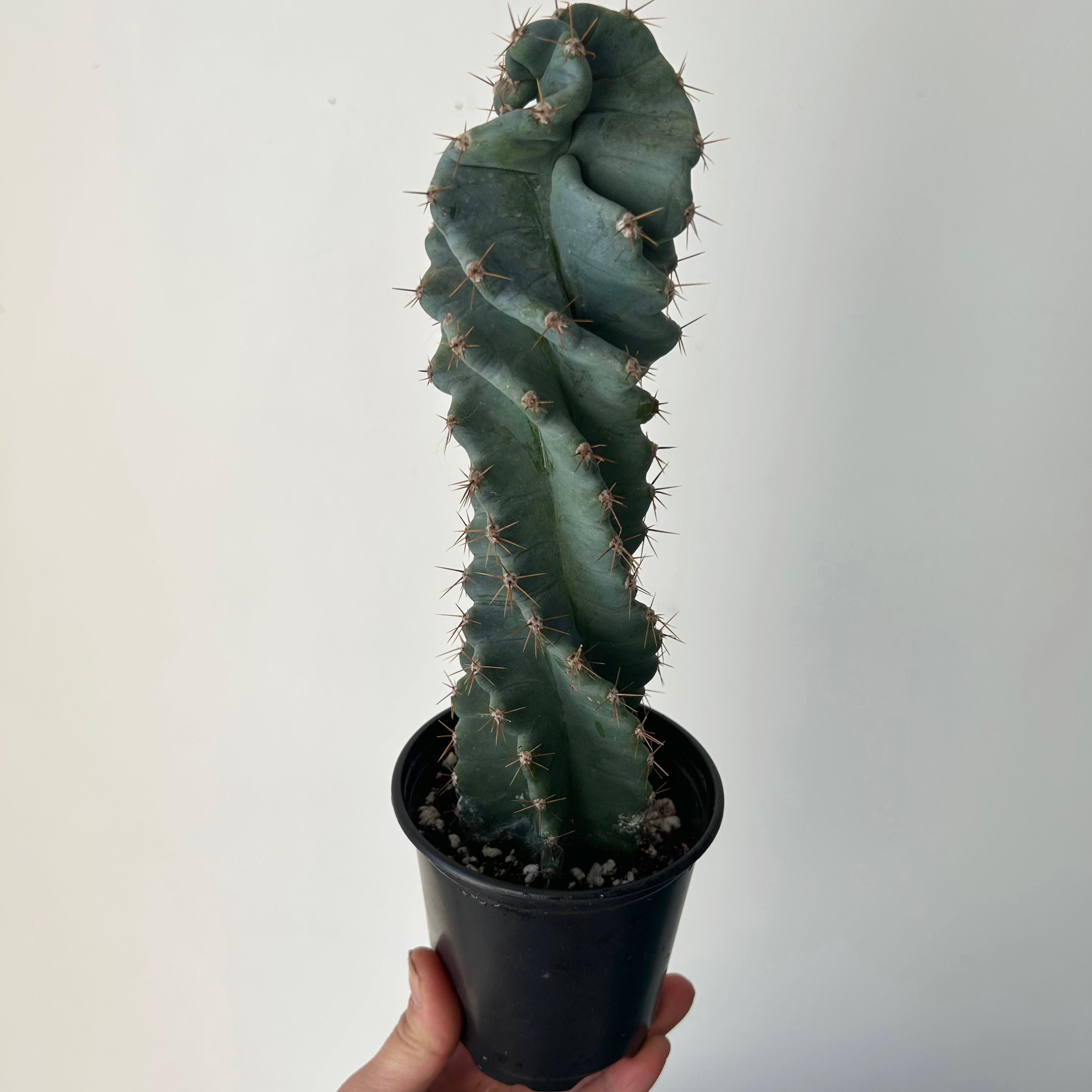 Spiral Cactus (Cereus forbesii spiralis) tall in 3.25”pot