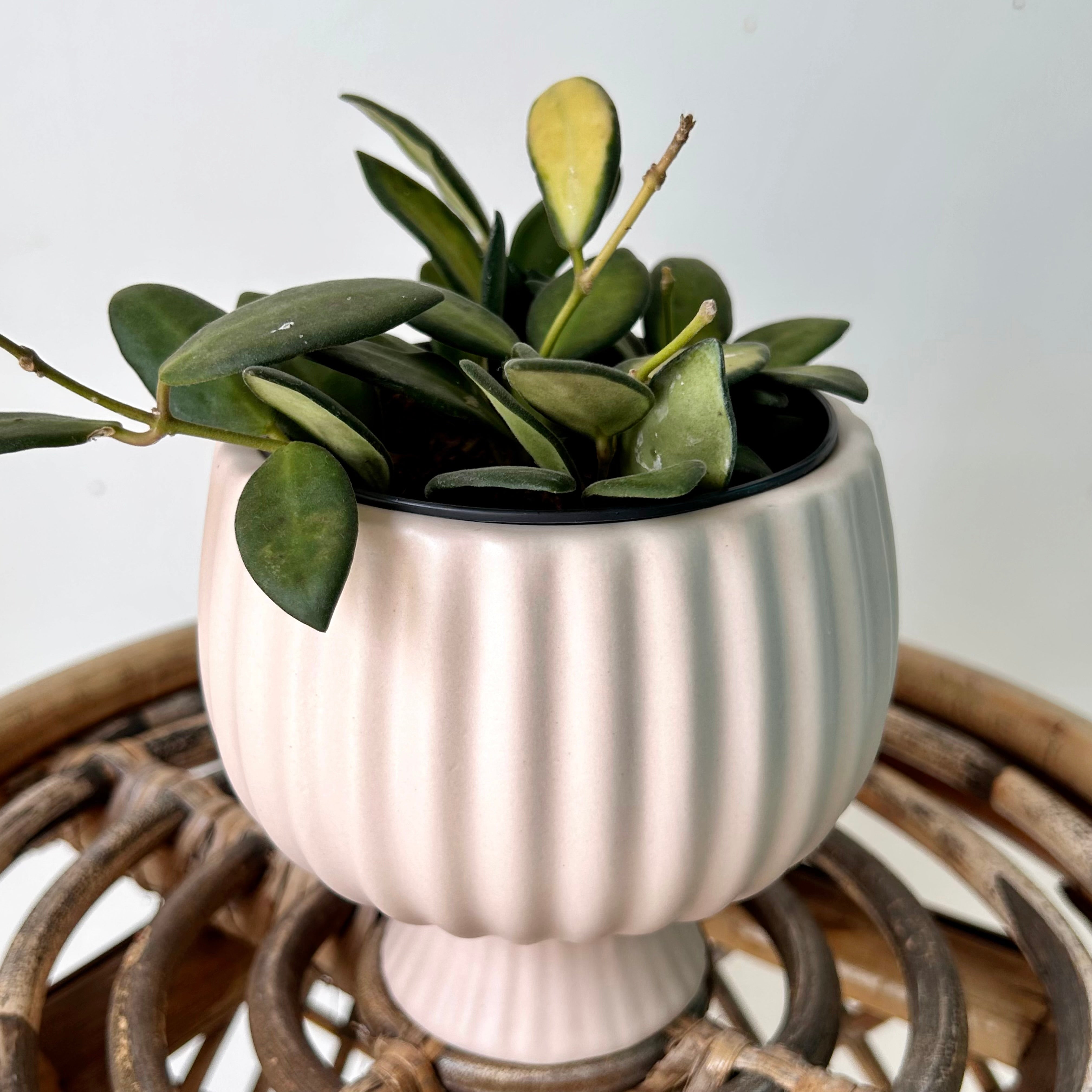 SONATA decorative compote planter (4”x4”) available in two colours