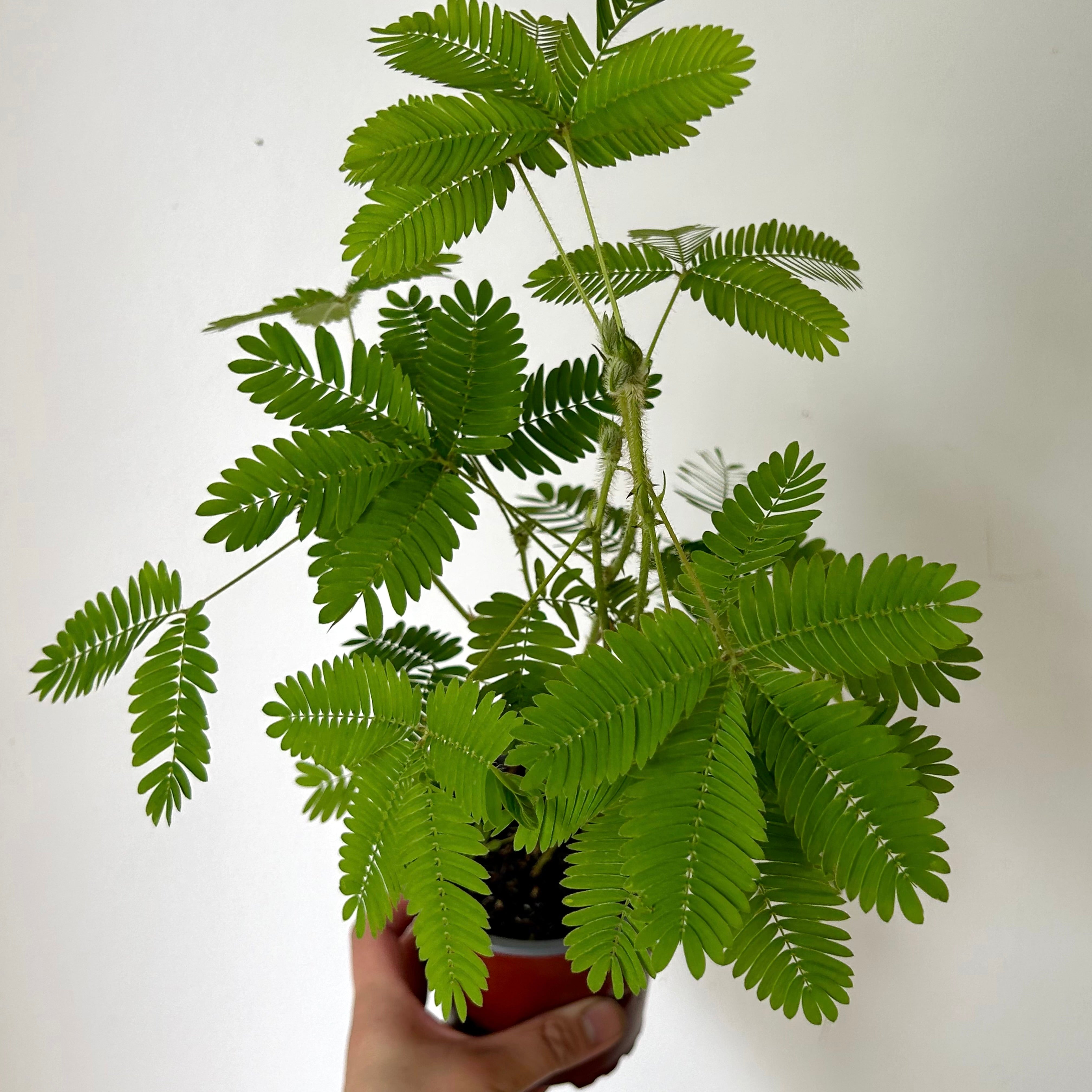 Sensitive Plant (Mimosa Pudica) 4”pot