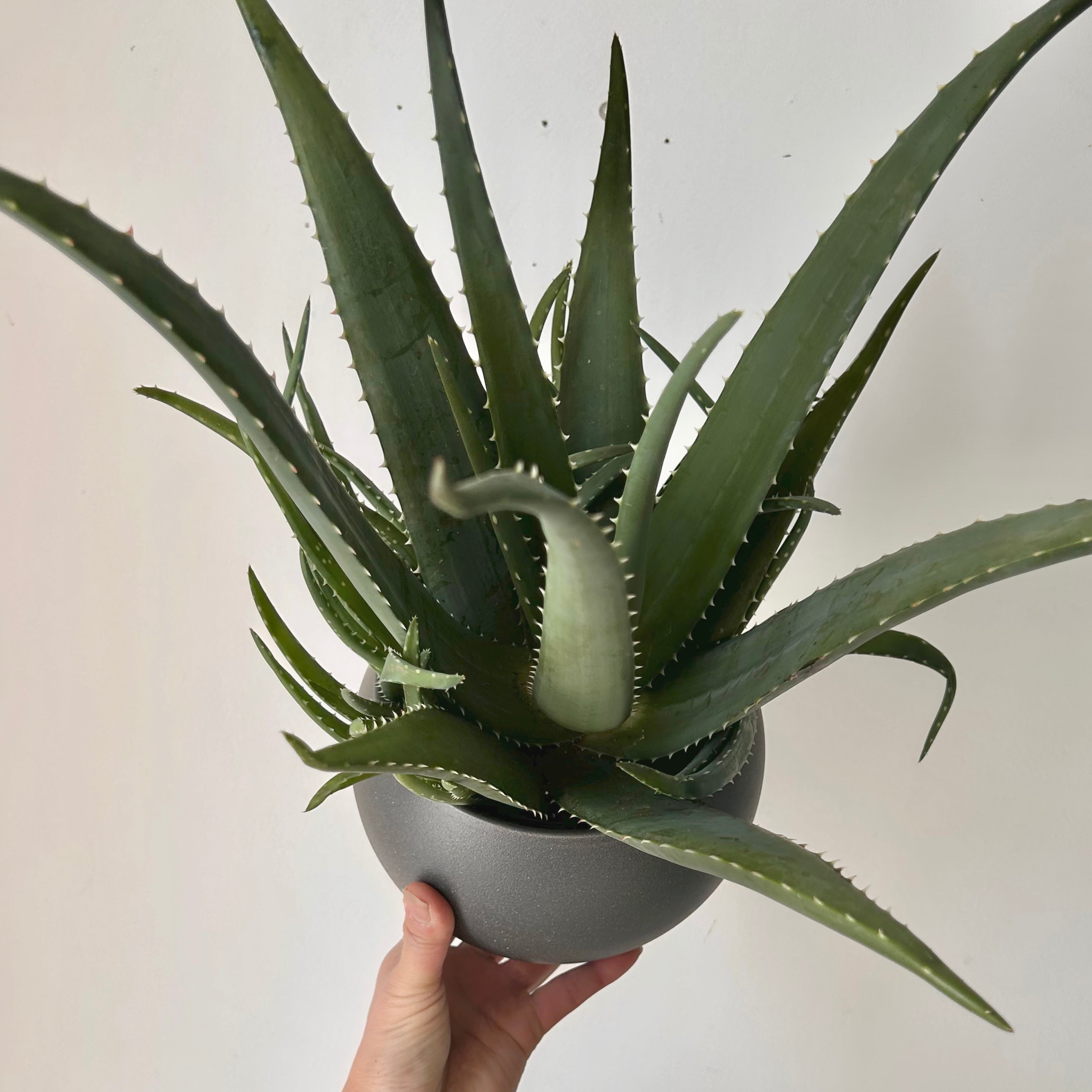 Aloe medivera 5”pot