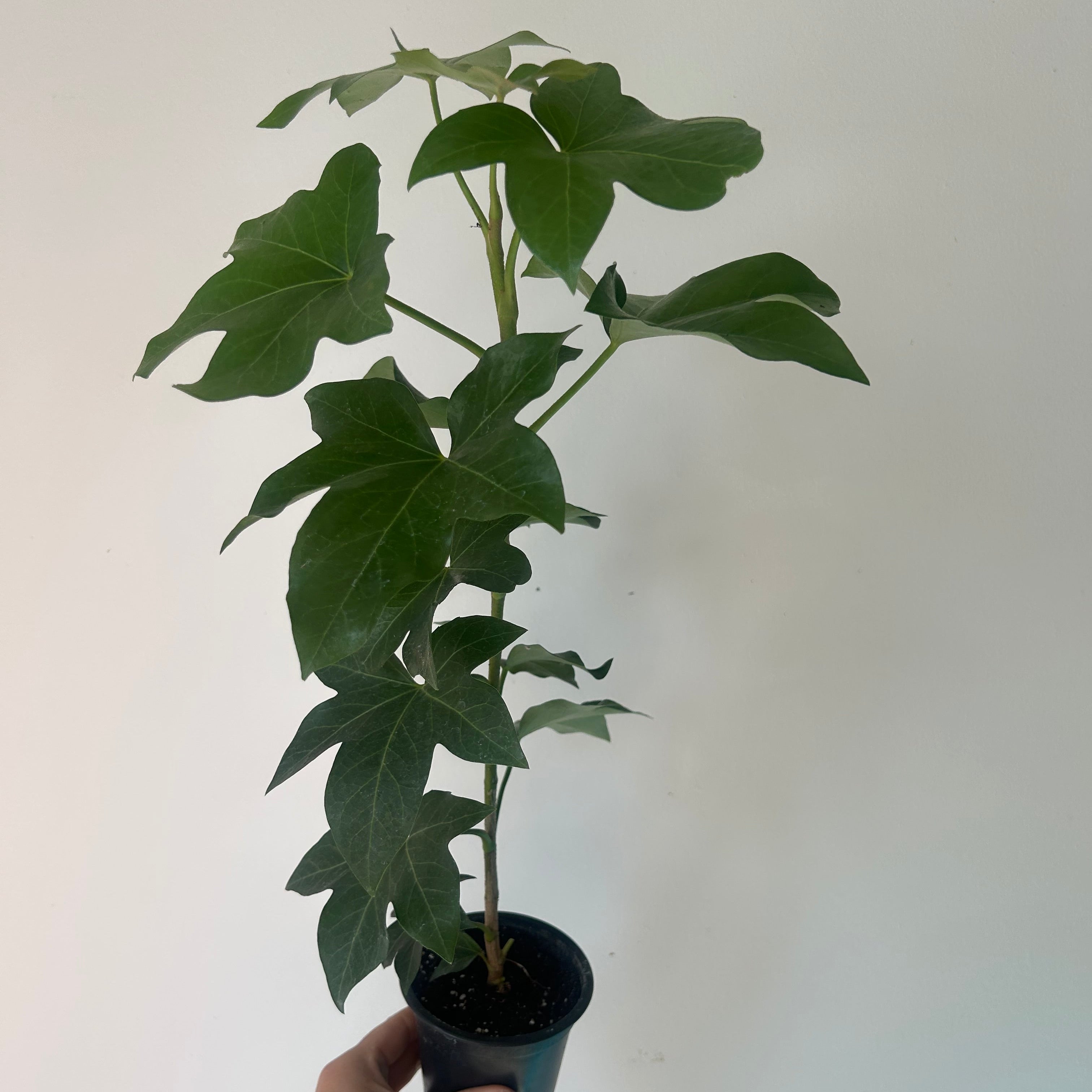 Tree Ivy Hybrid (xFatshedera lizei) 4” pot