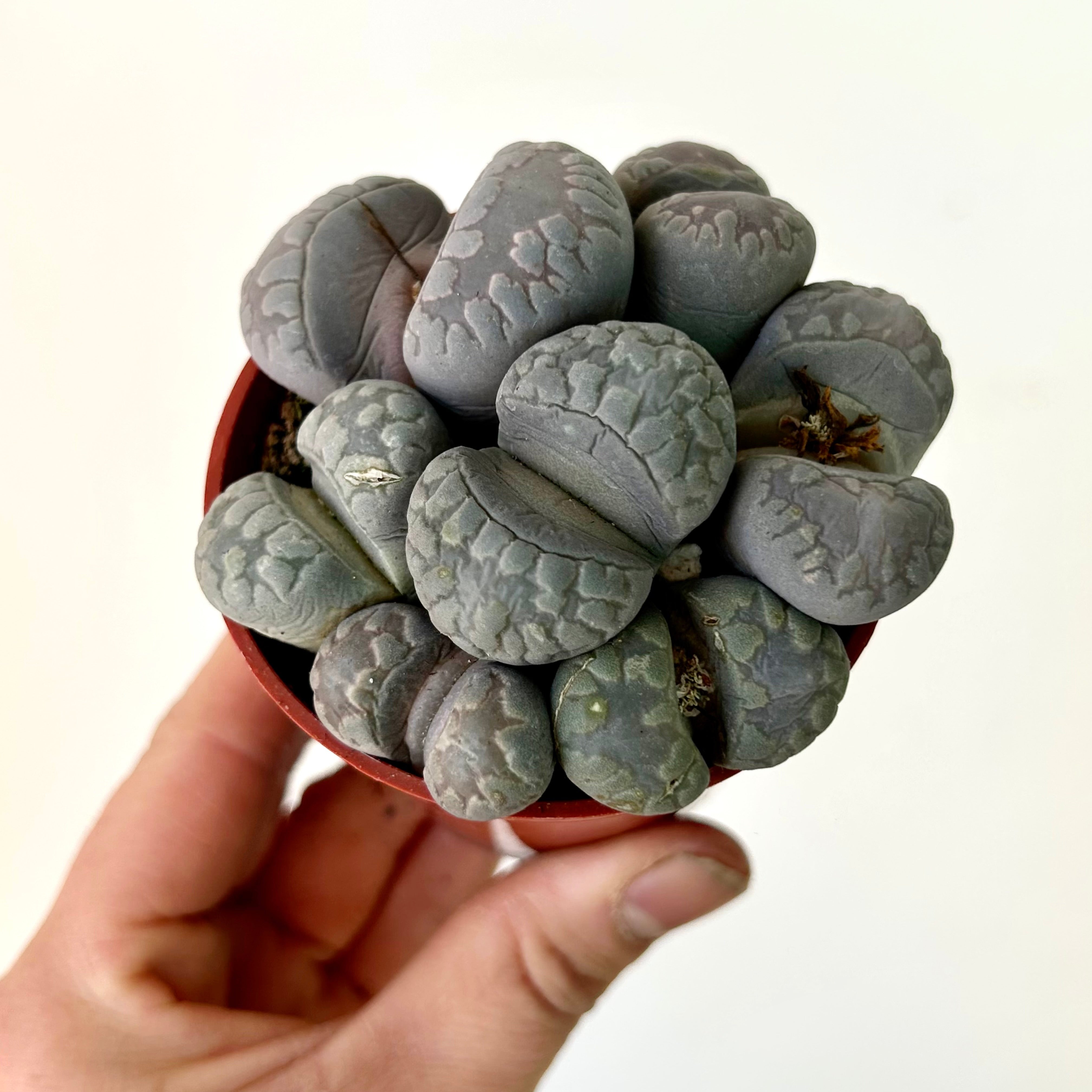 Living Stone Succulent (Lithops) 3" pot