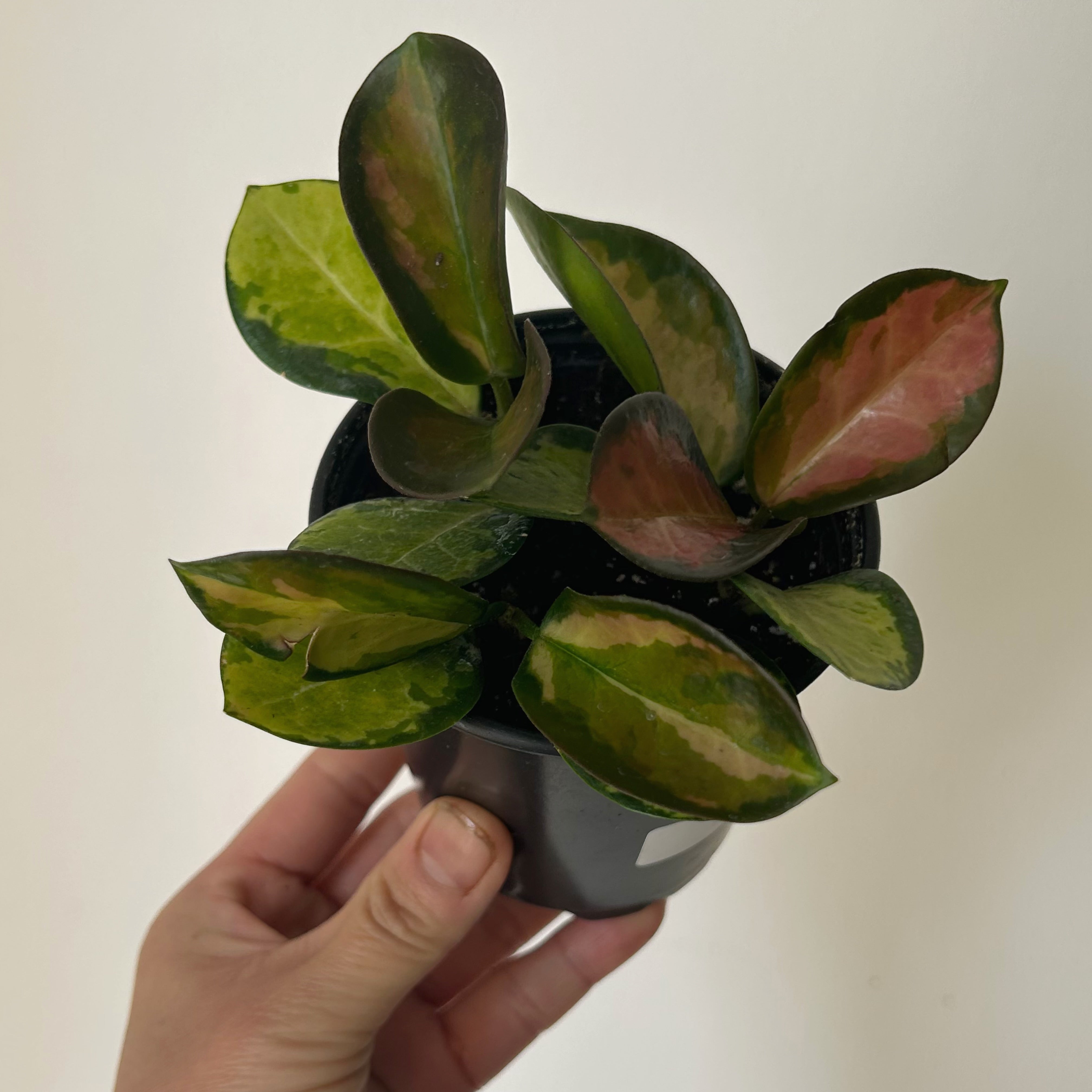 Variegated Hoya australis “Lisa” 3.5”pot