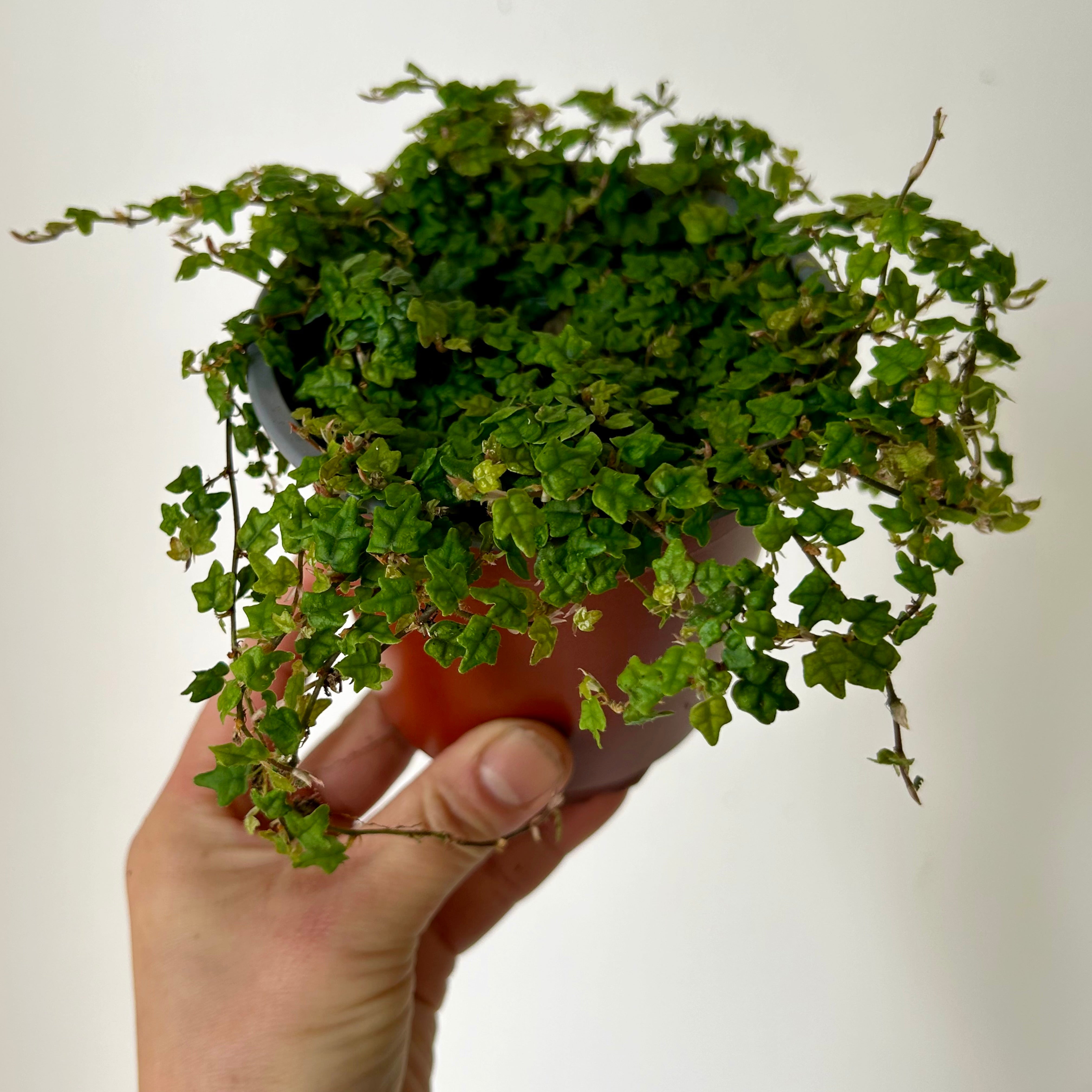 String of Frogs (Ficus pumila quercifolia) 4” pot