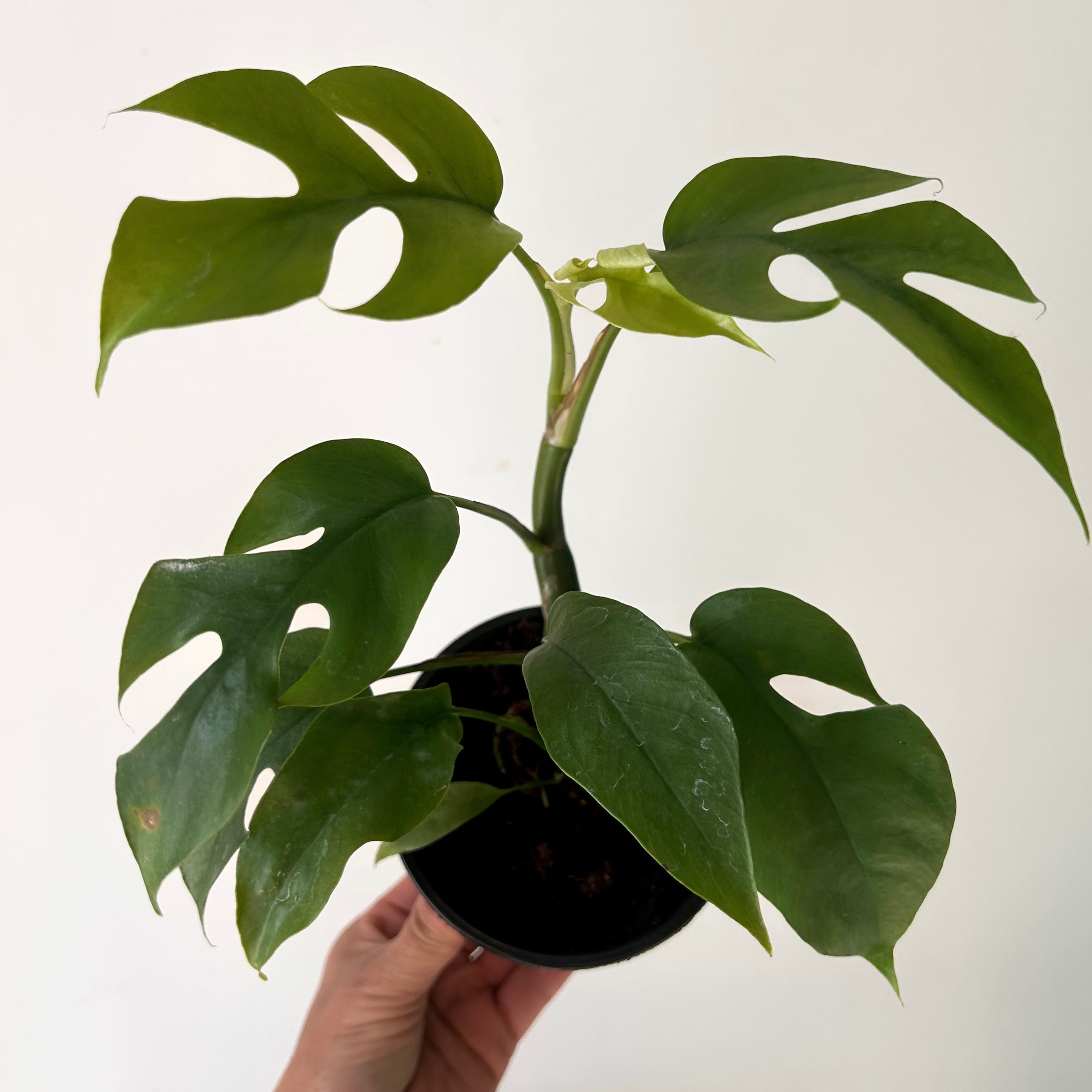 Mini Monstera Vine (Rhaphidophora tetrasperma)4” pot