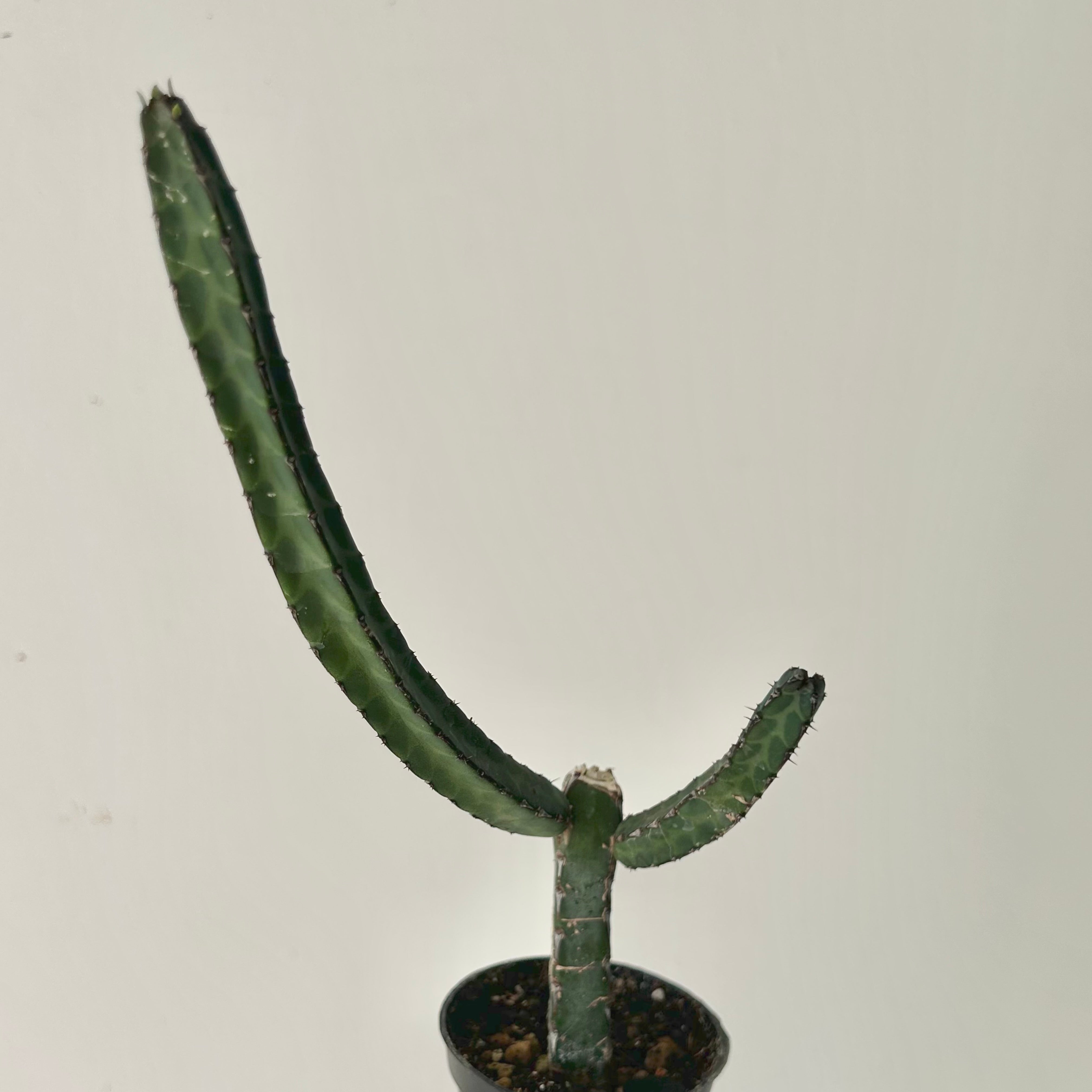 Euphorbia heterochroma 2.5” pot