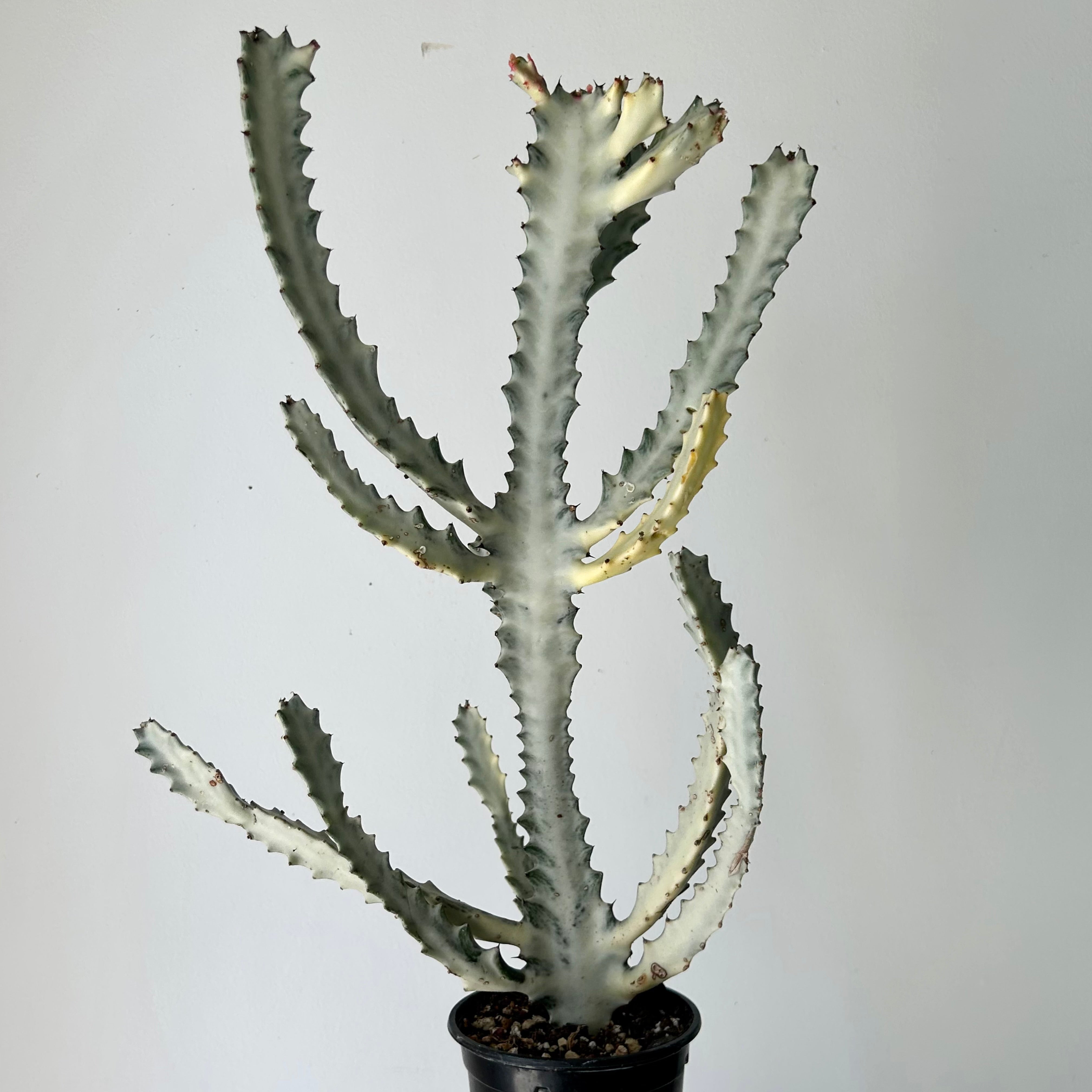 Euphorbia Lactea 'White Ghost' 4”pot approximately 22 inches tall