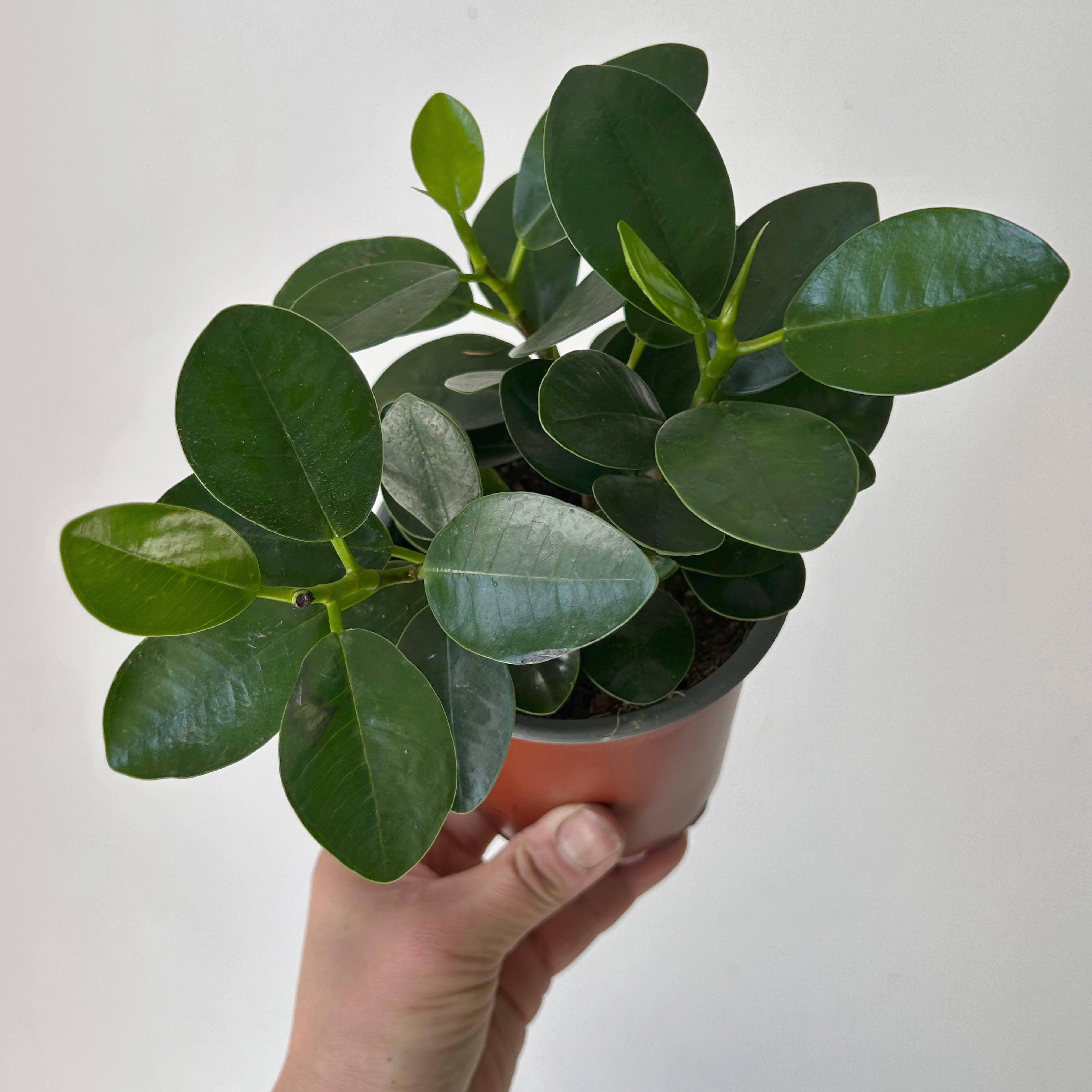 Ficus microcarpa “Green Island” 4” pot
