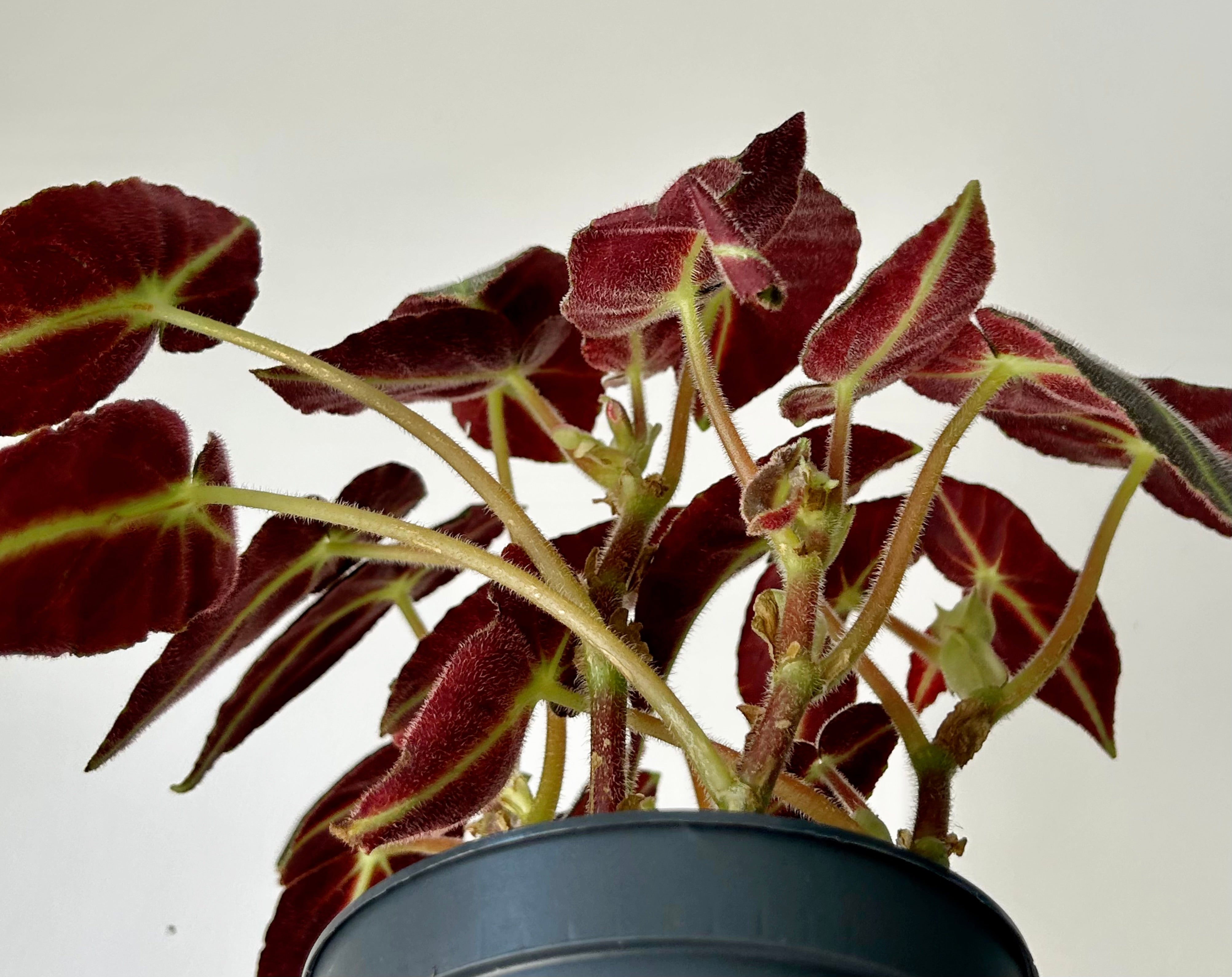 Begonia listada 5”pot
