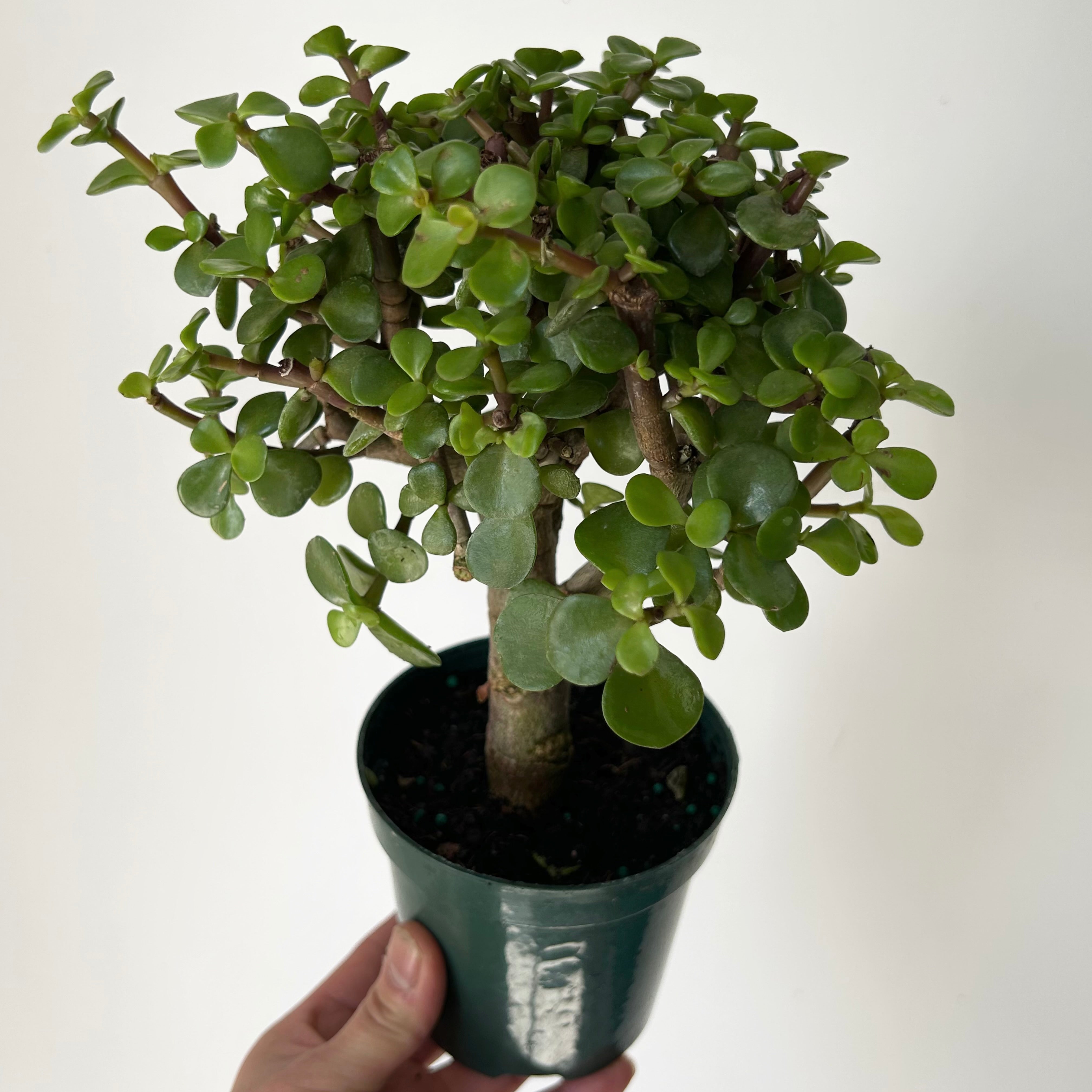 Elephant Jade Succulent  (Portulacaria Afra) Tree form 4"pot
