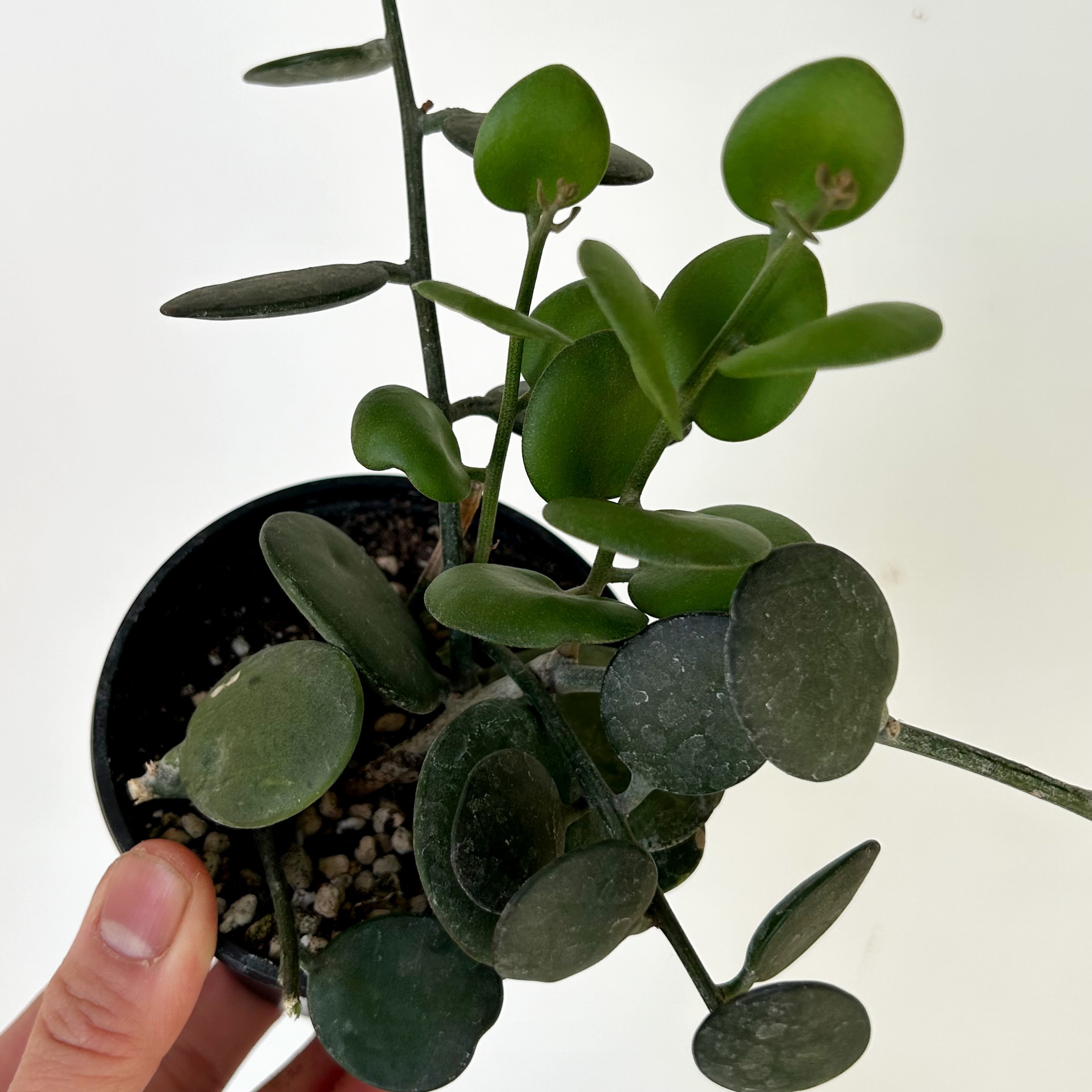 Silver Dollar Vine (Xerosicyos Danguyi ) 3.5”pot