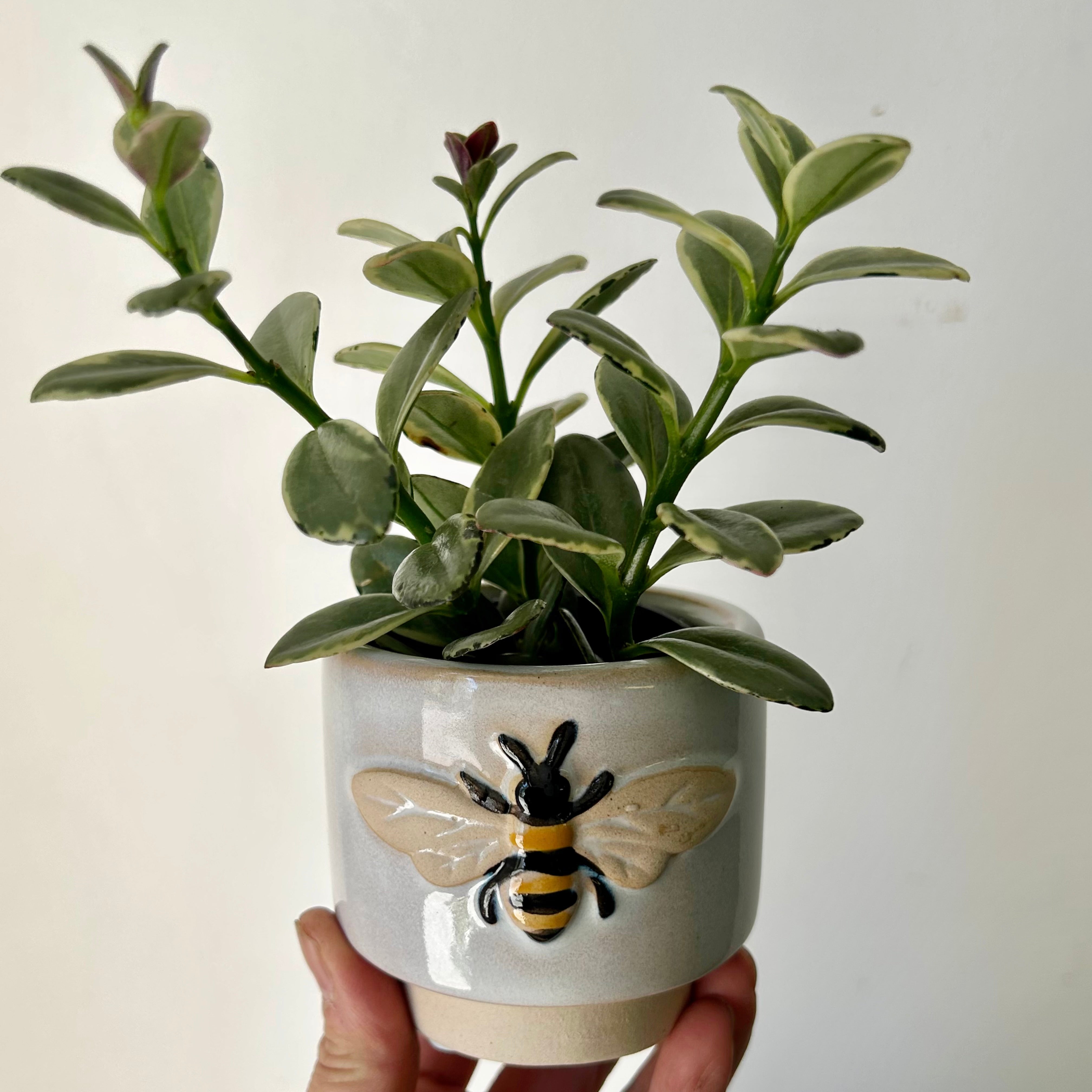 BUMBLE BEE Decorative Pot (3”x3”)