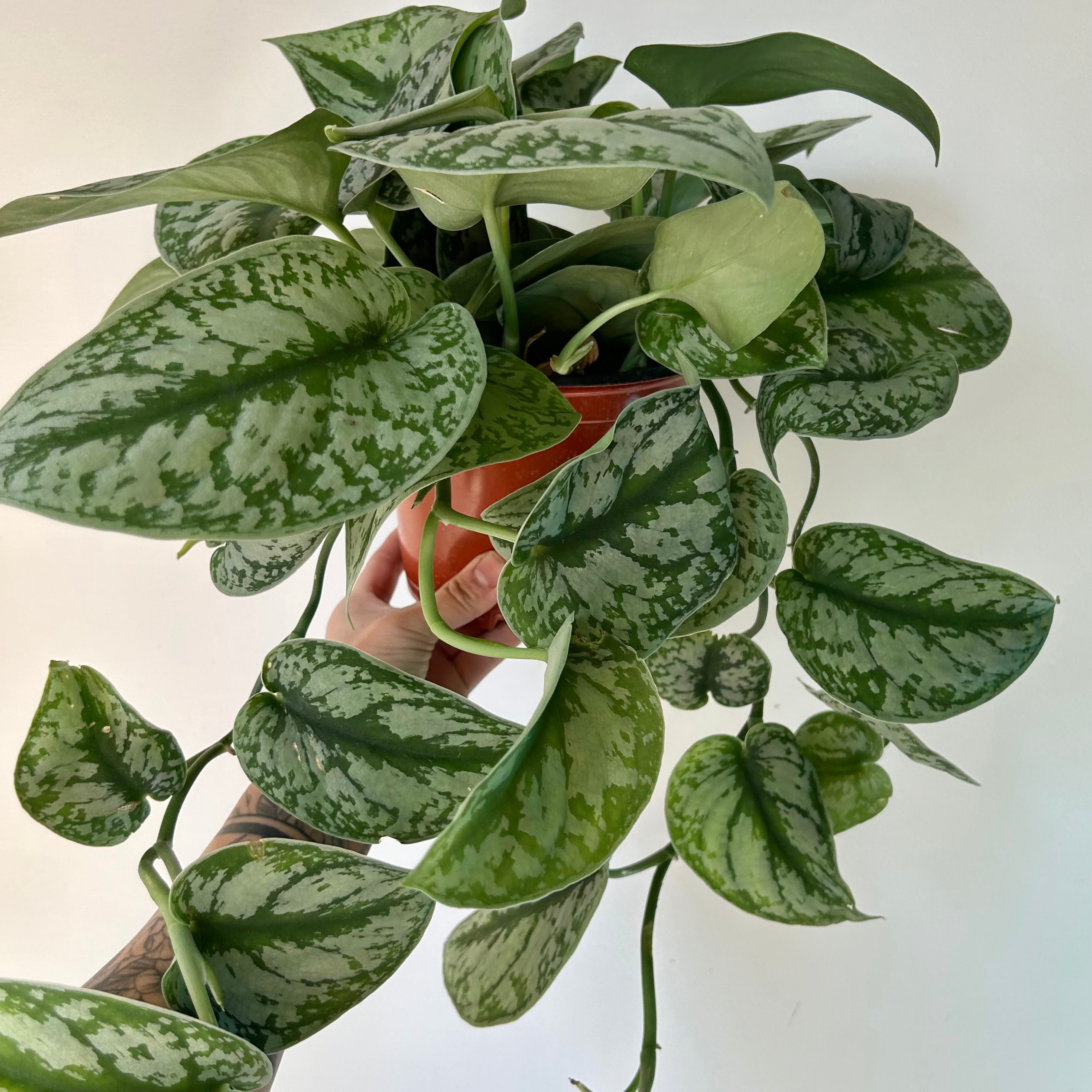 Scindapsus Exotica 6” hanging basket