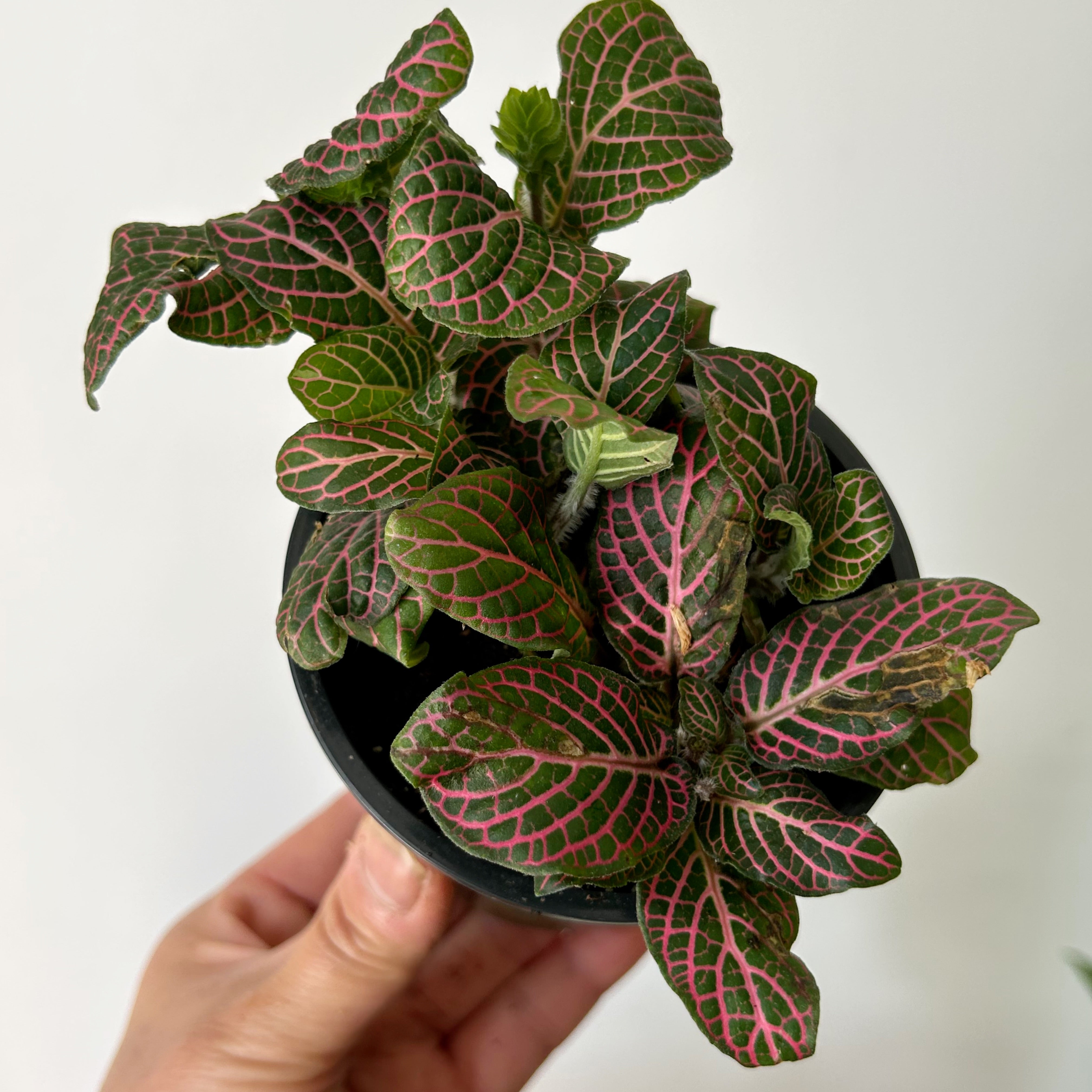 Pink Nerve Plant (Fittonia) 3.5” pot