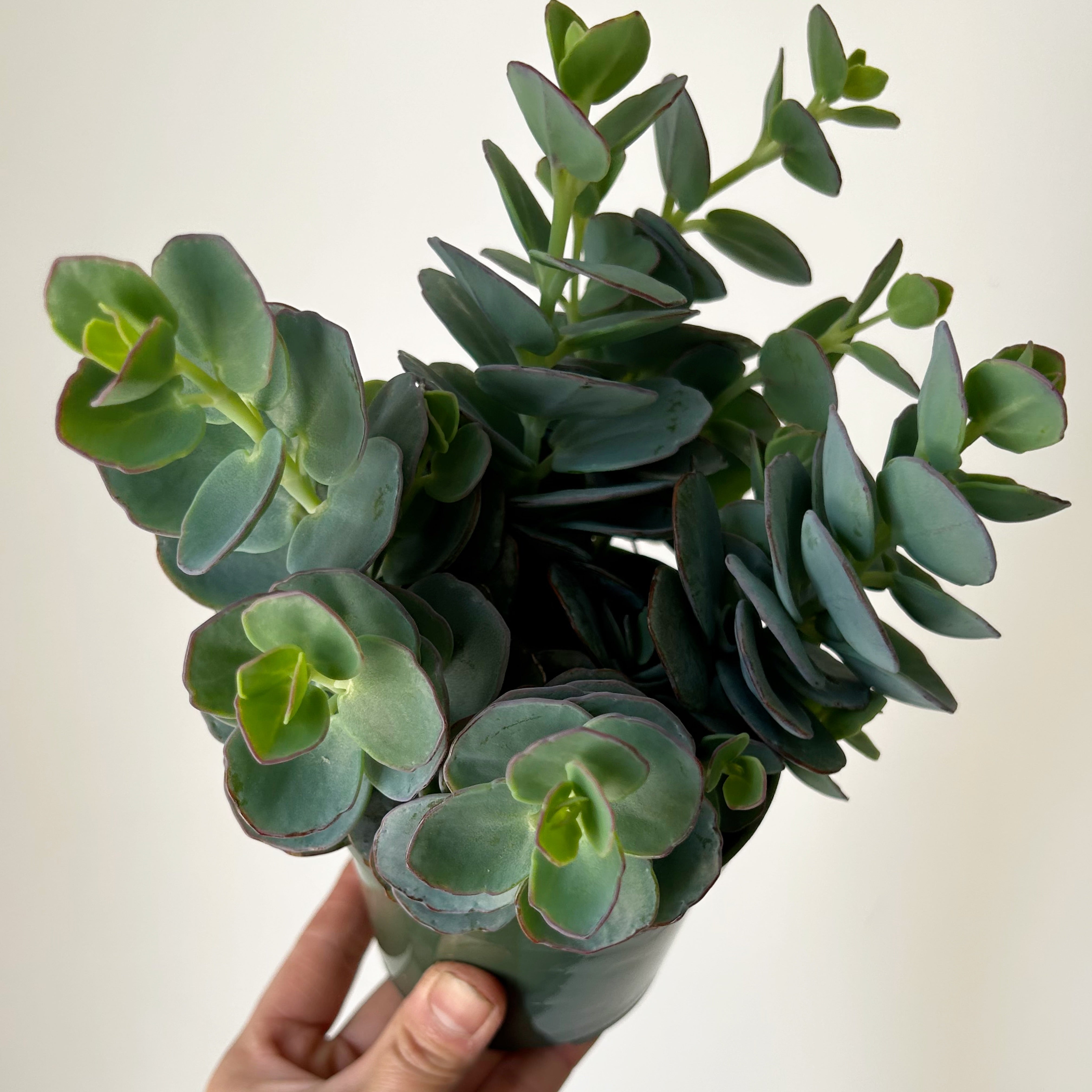 Kalanchoe panamensis 4” pot