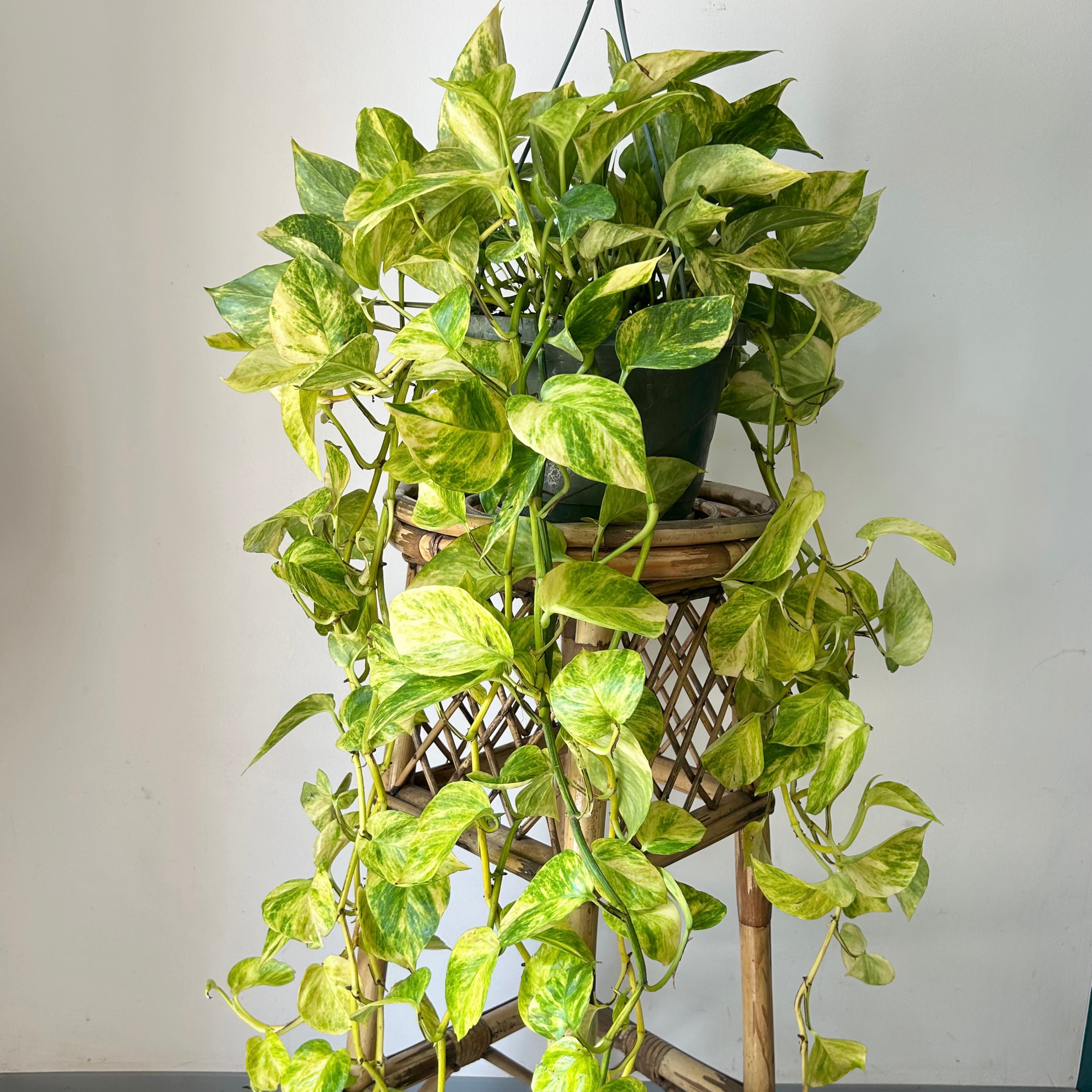 Pothos “Neon Queen” 8” hanging  basket