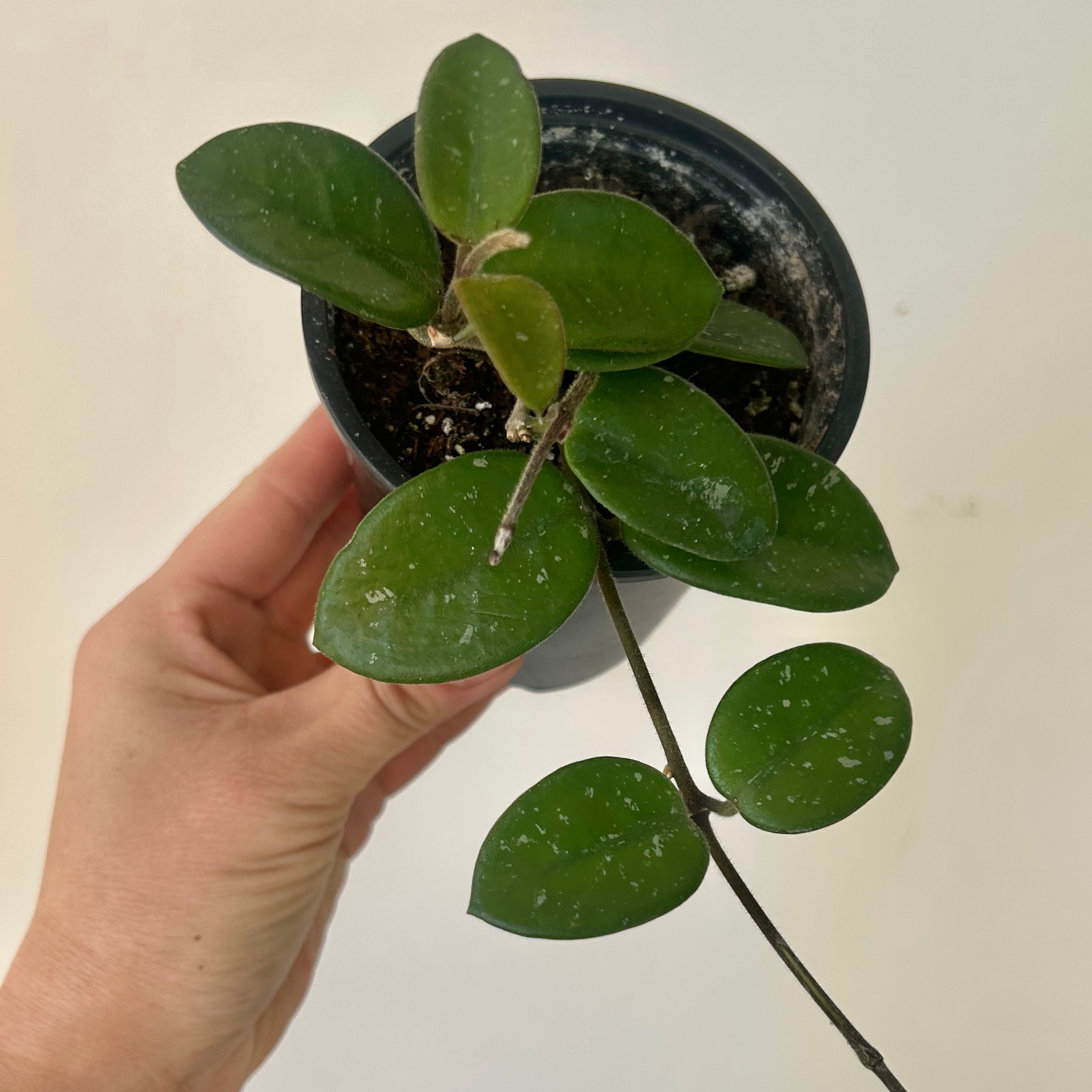 Hoya Mathilde 3.5”pot