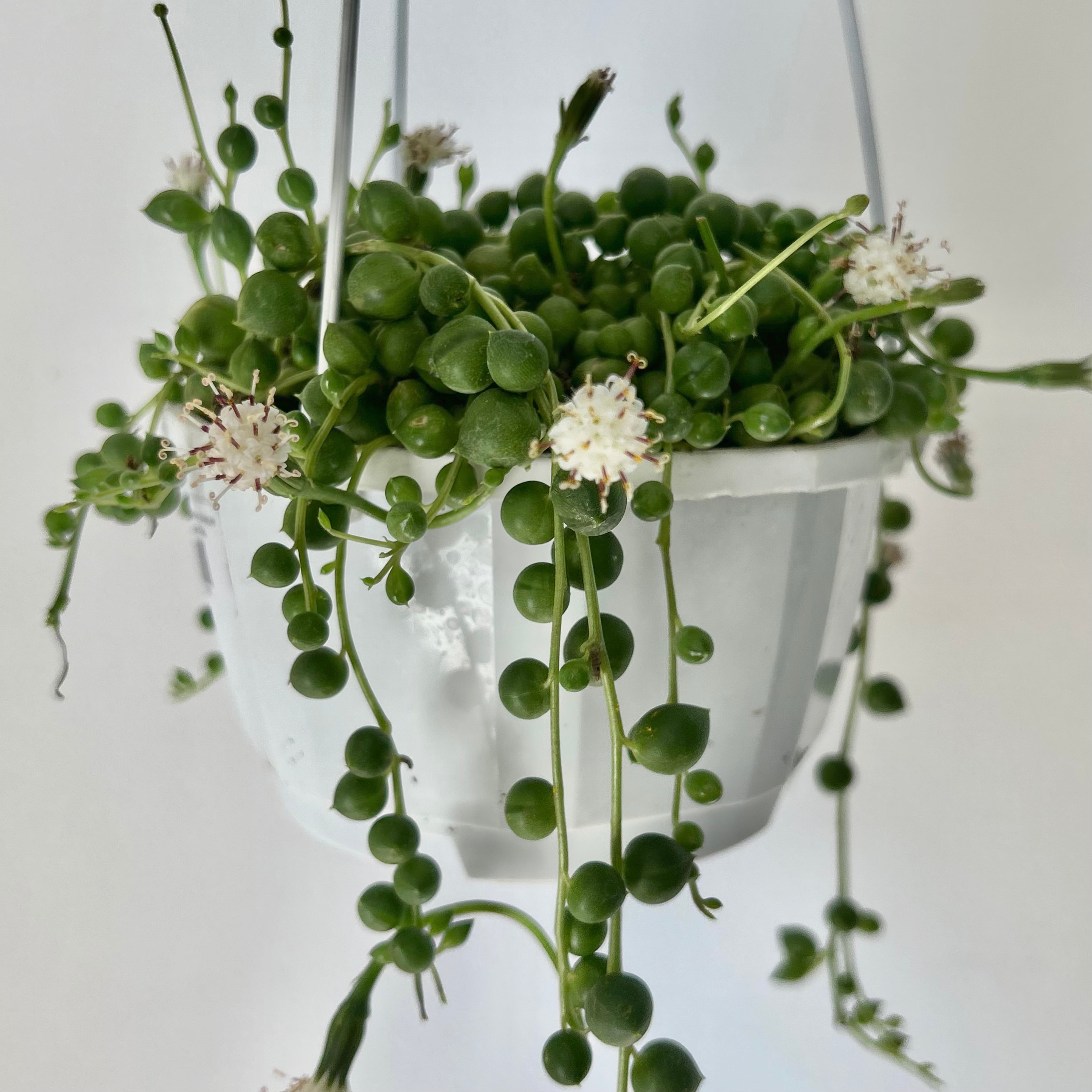 String of Pearls (Senecio Rowleyanus) 4.5 hanging basket