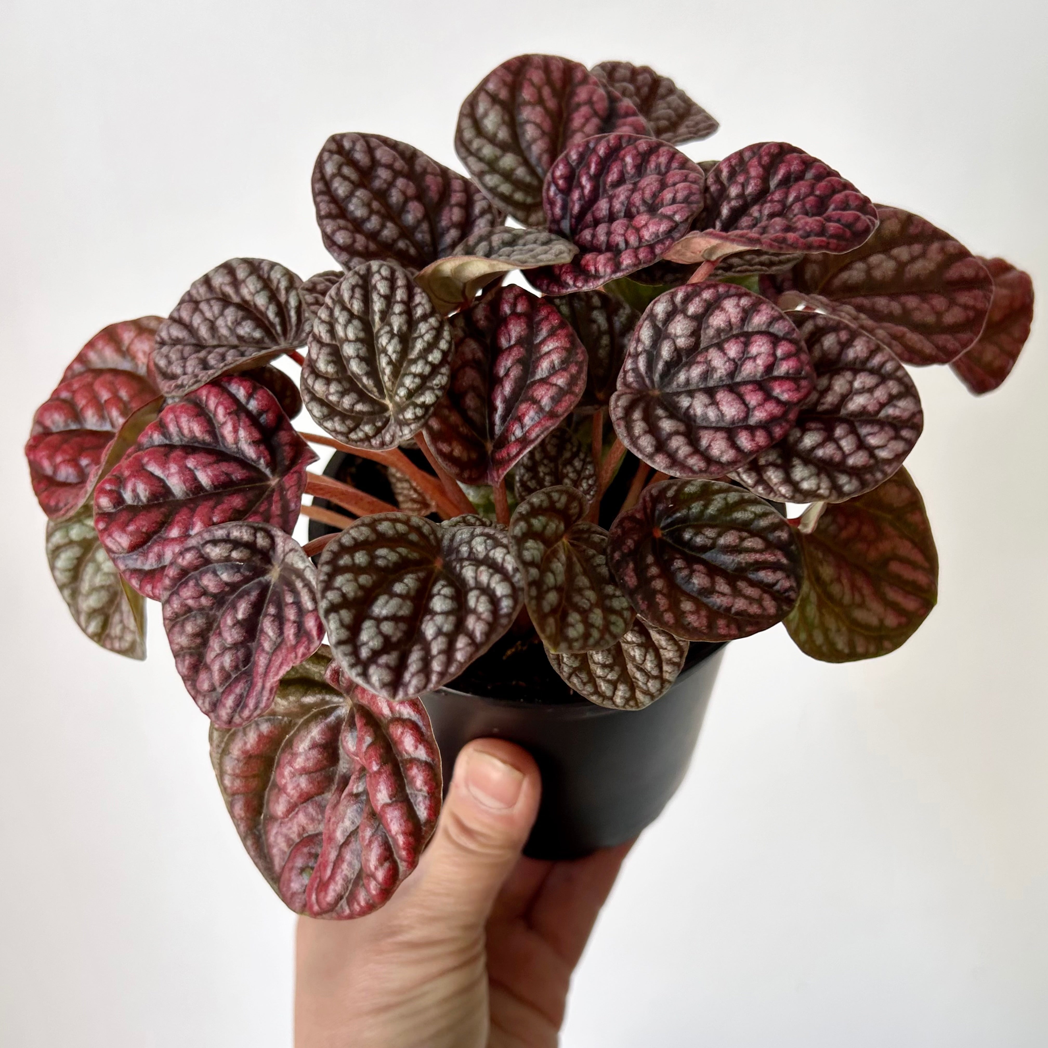 Peperomia “Pobo Lavender” 4” pot