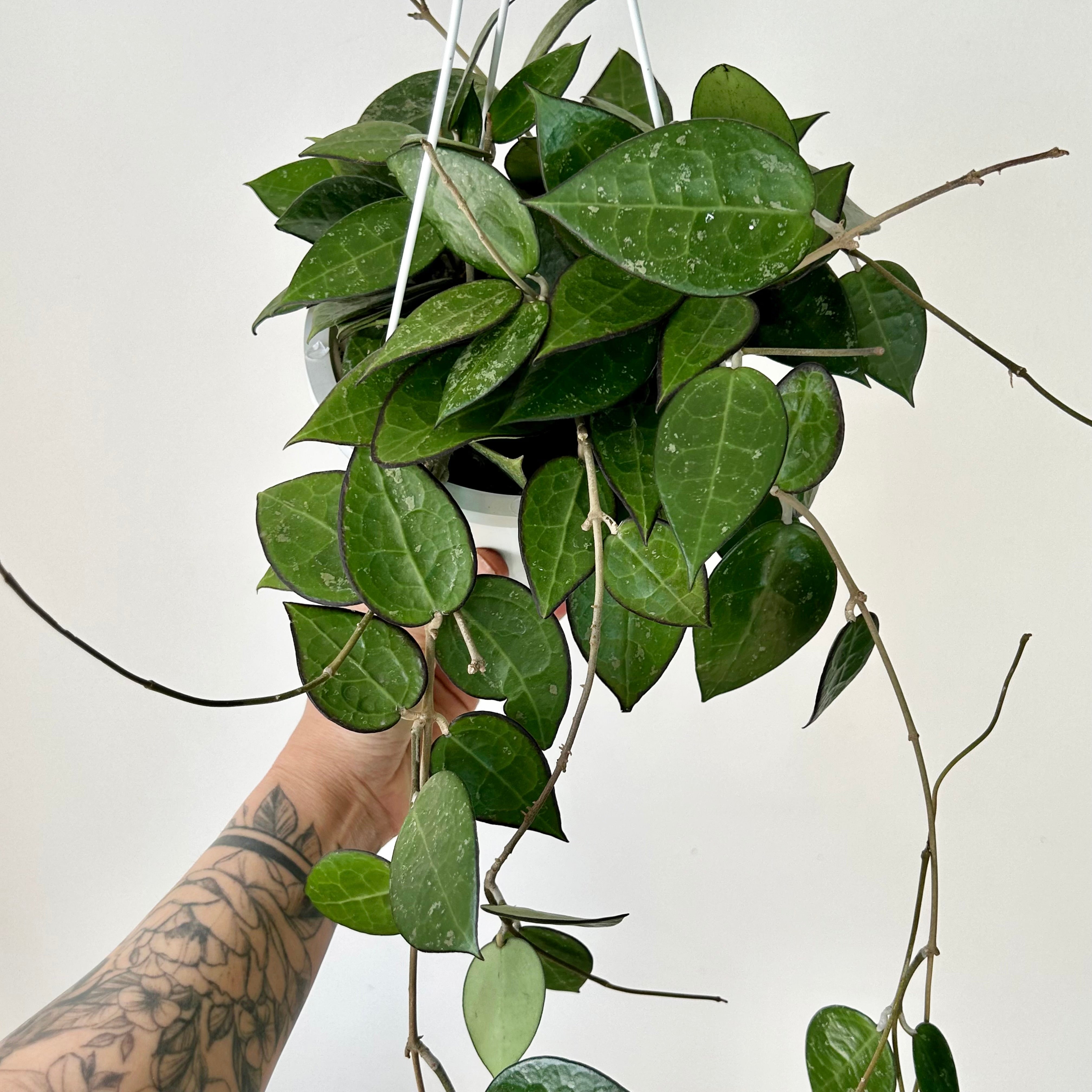 Hoya verticillata "Black Margin" (formerly H. parasitica) 6” hanging basket