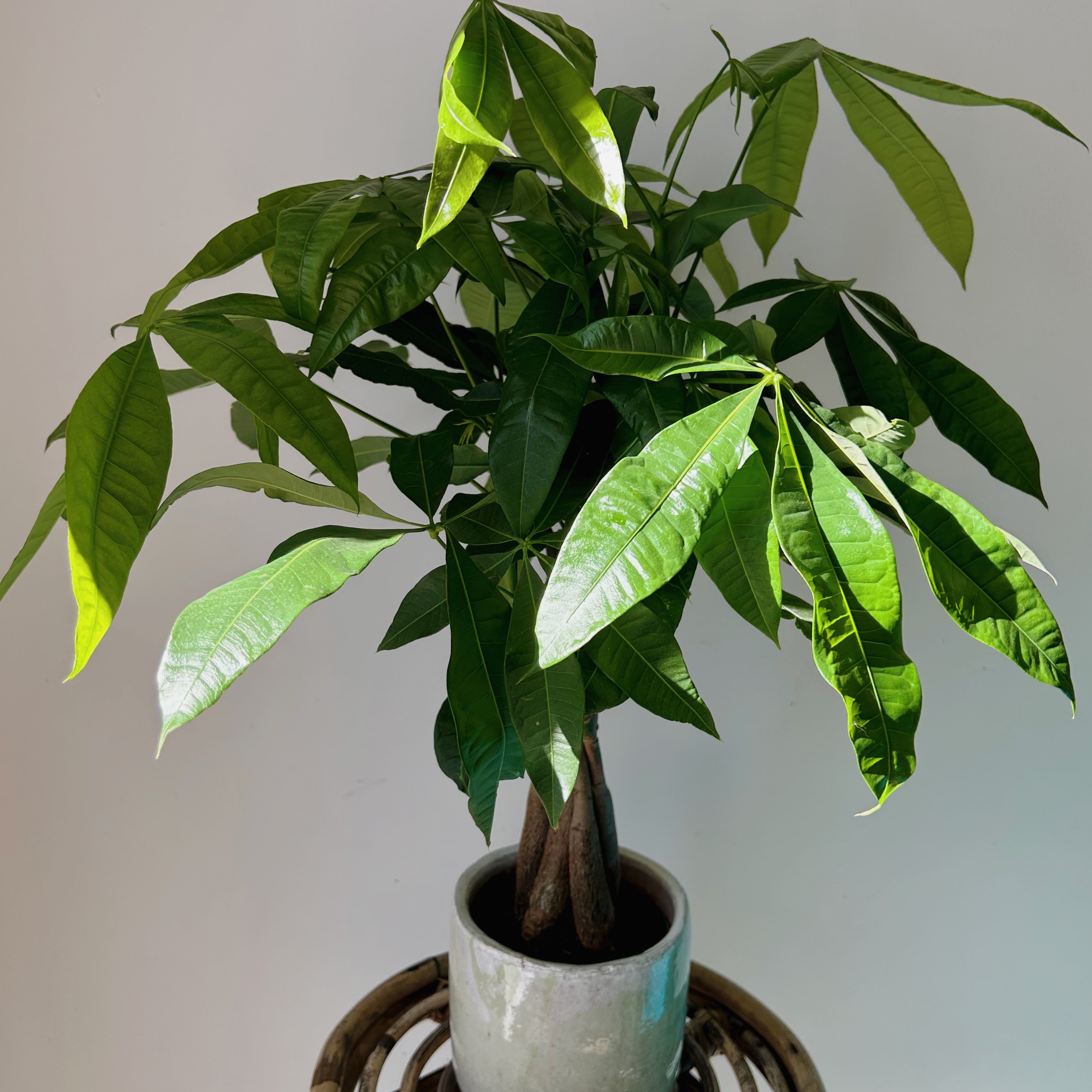 Money Tree (Pachira aquatica) 5”pot