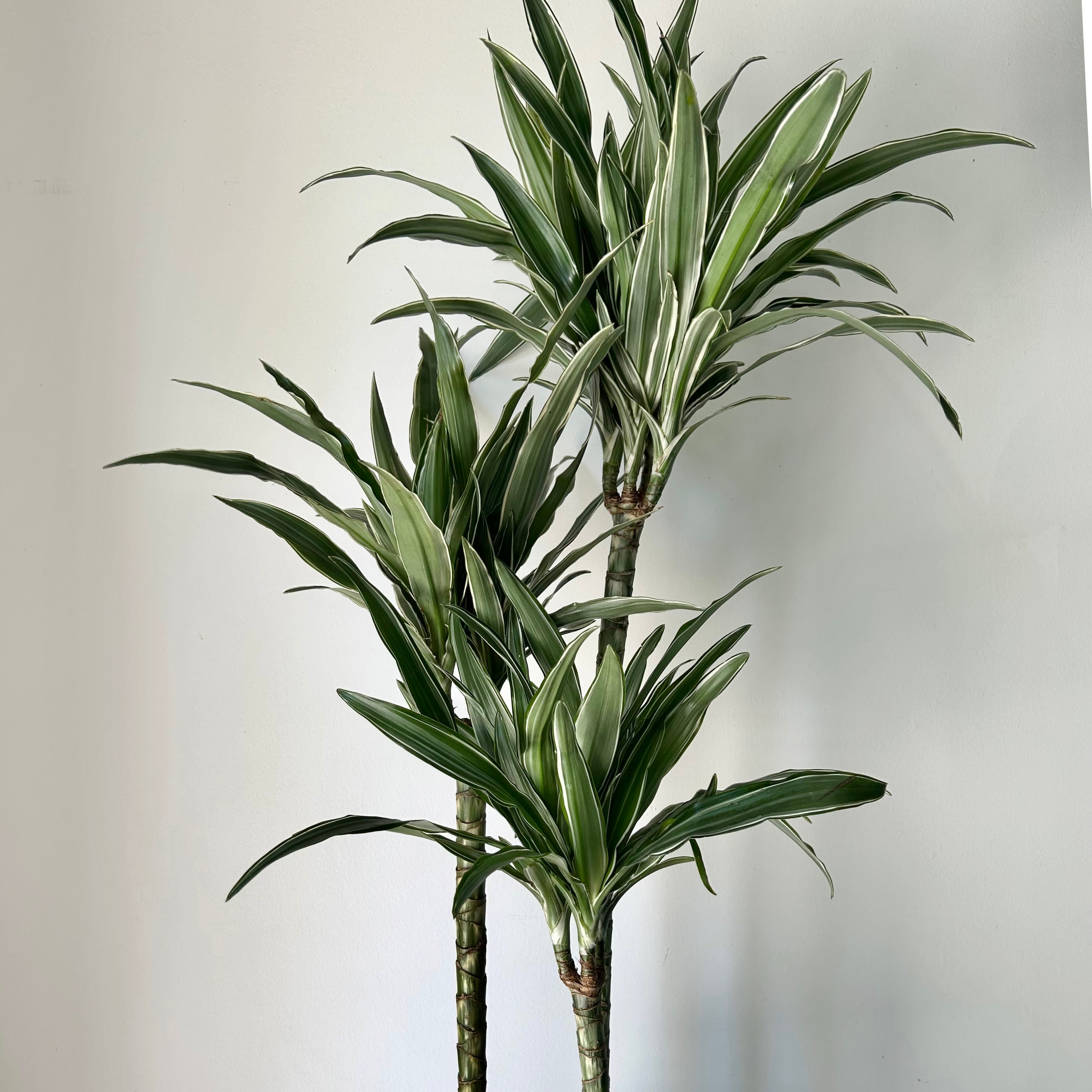 Dracaena warneckii Cane approximately 5ft tall in 10”pot