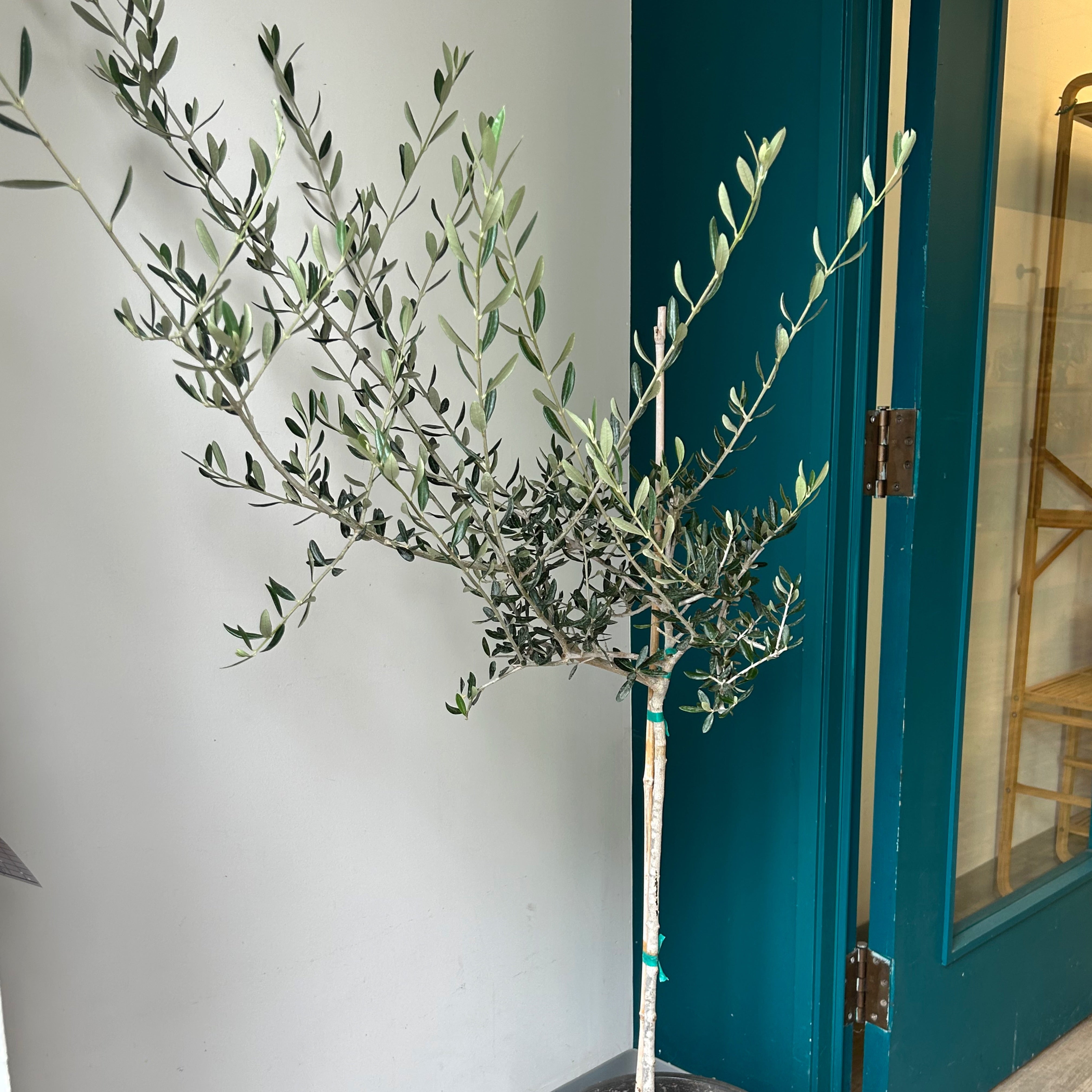 Olive Tree approximately 5 ft tall in 10”pot