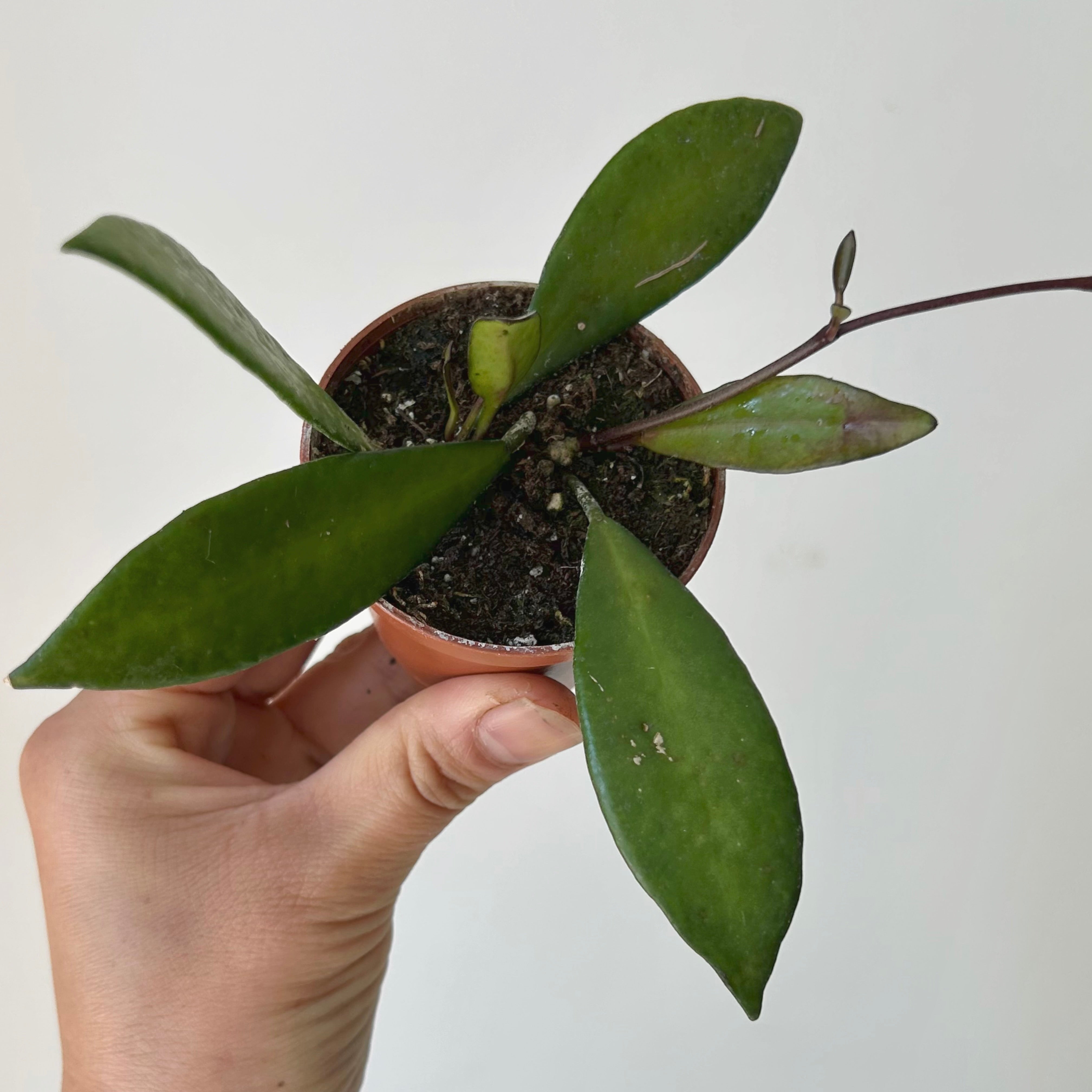 Hoya David cummingii 2.5” pot