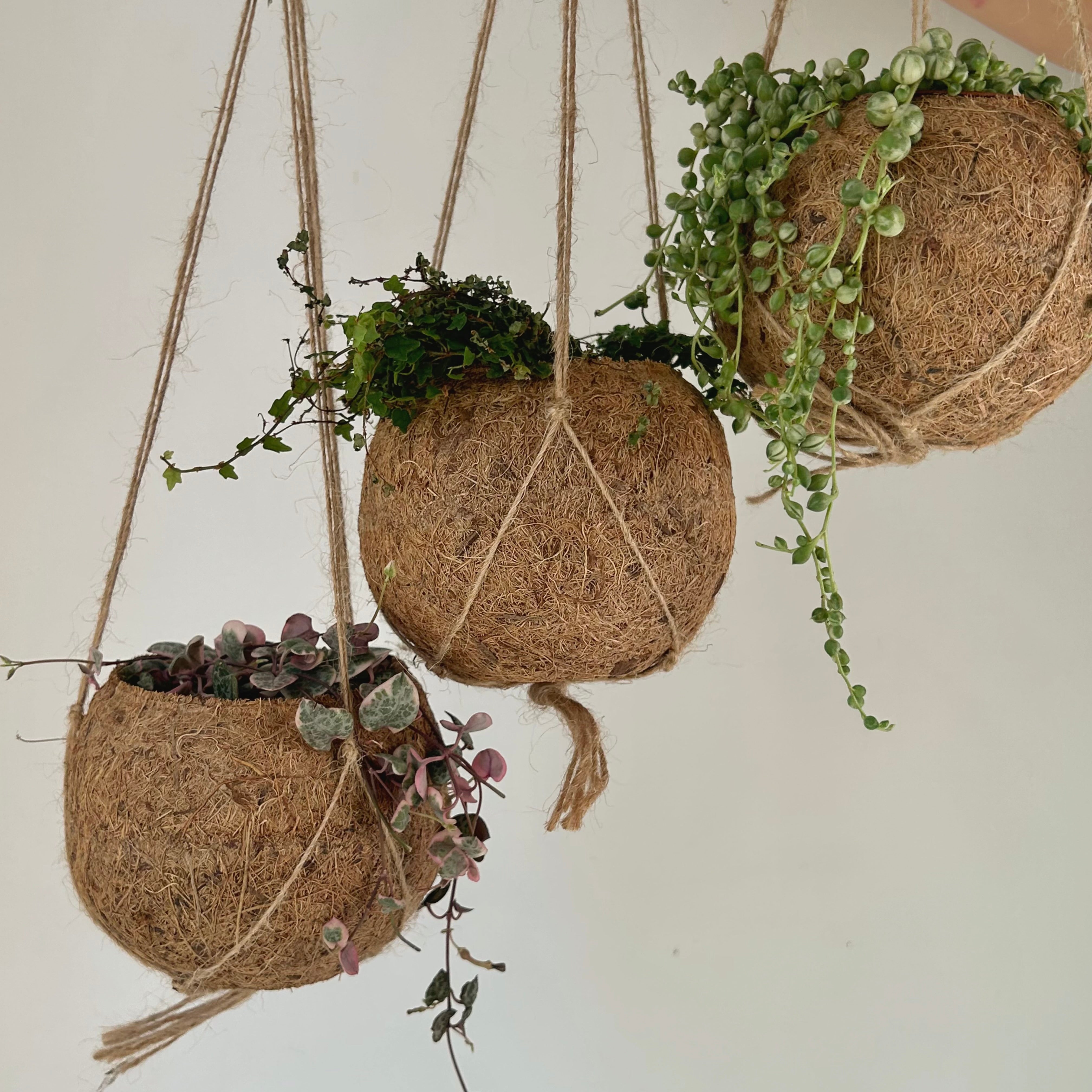 Suspended Kokedama Sphere (3”x4”)